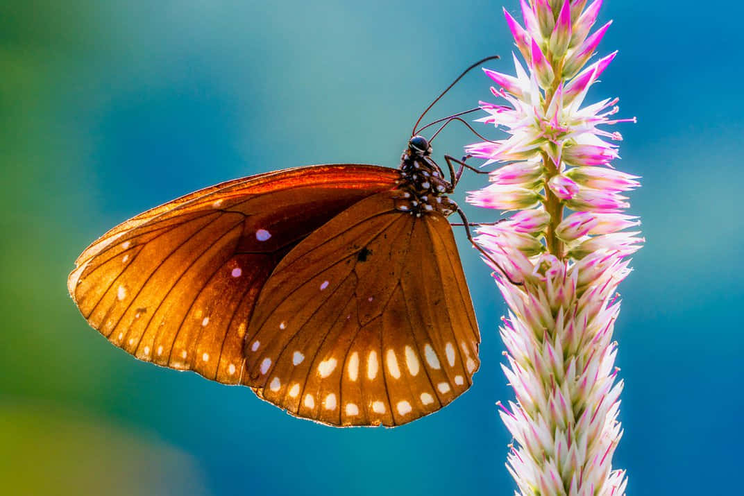 Real Butterfly 桌布 壁紙 — 一隻帶有白色斑點的棕色蝴蝶，輕輕停在一根粉紅色的花穗上，背景是柔和的藍綠色模糊效果。