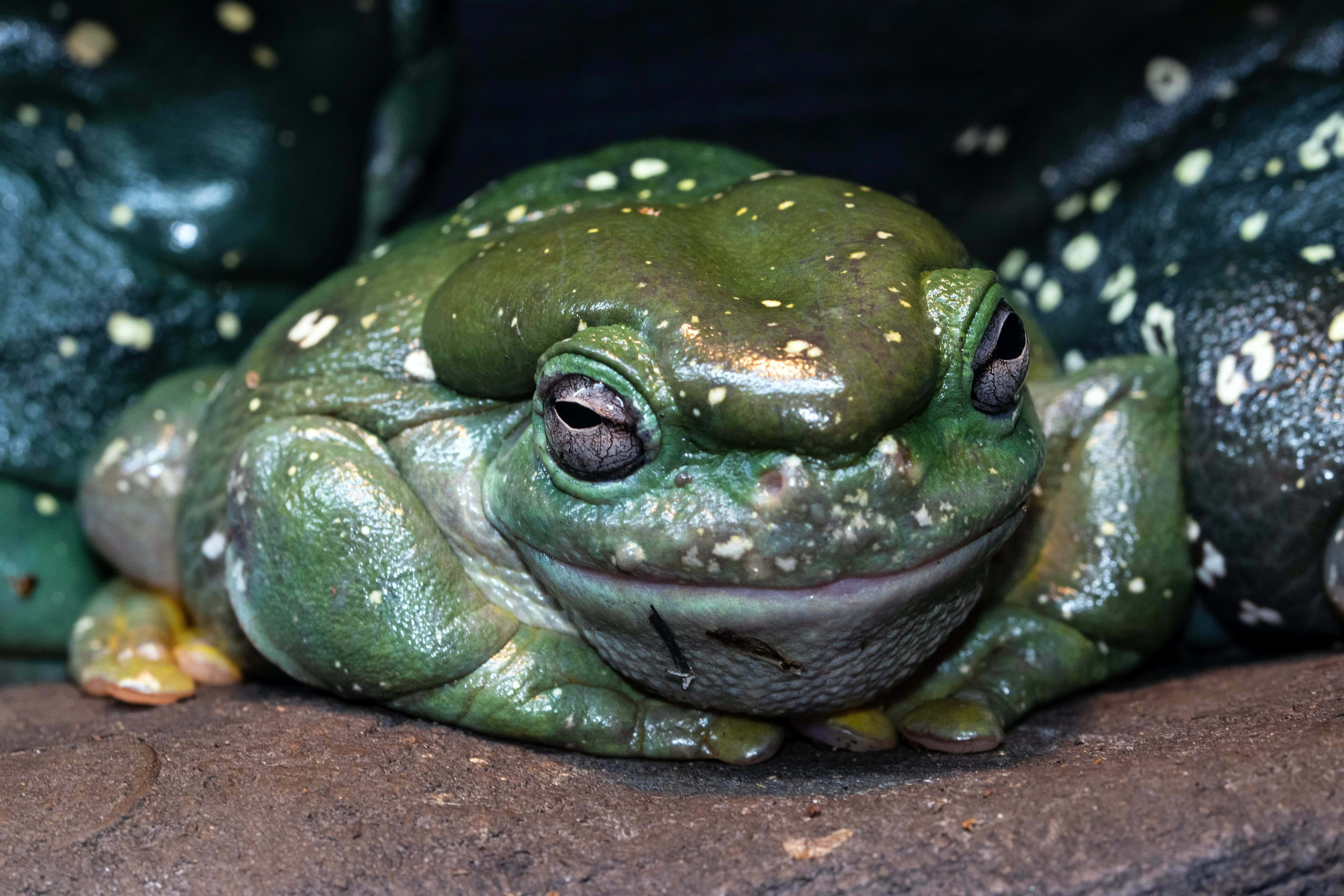 Frog 桌布 壁紙 — 一隻帶有白色斑點的綠色樹蛙在紋理表面上休息的特寫。
