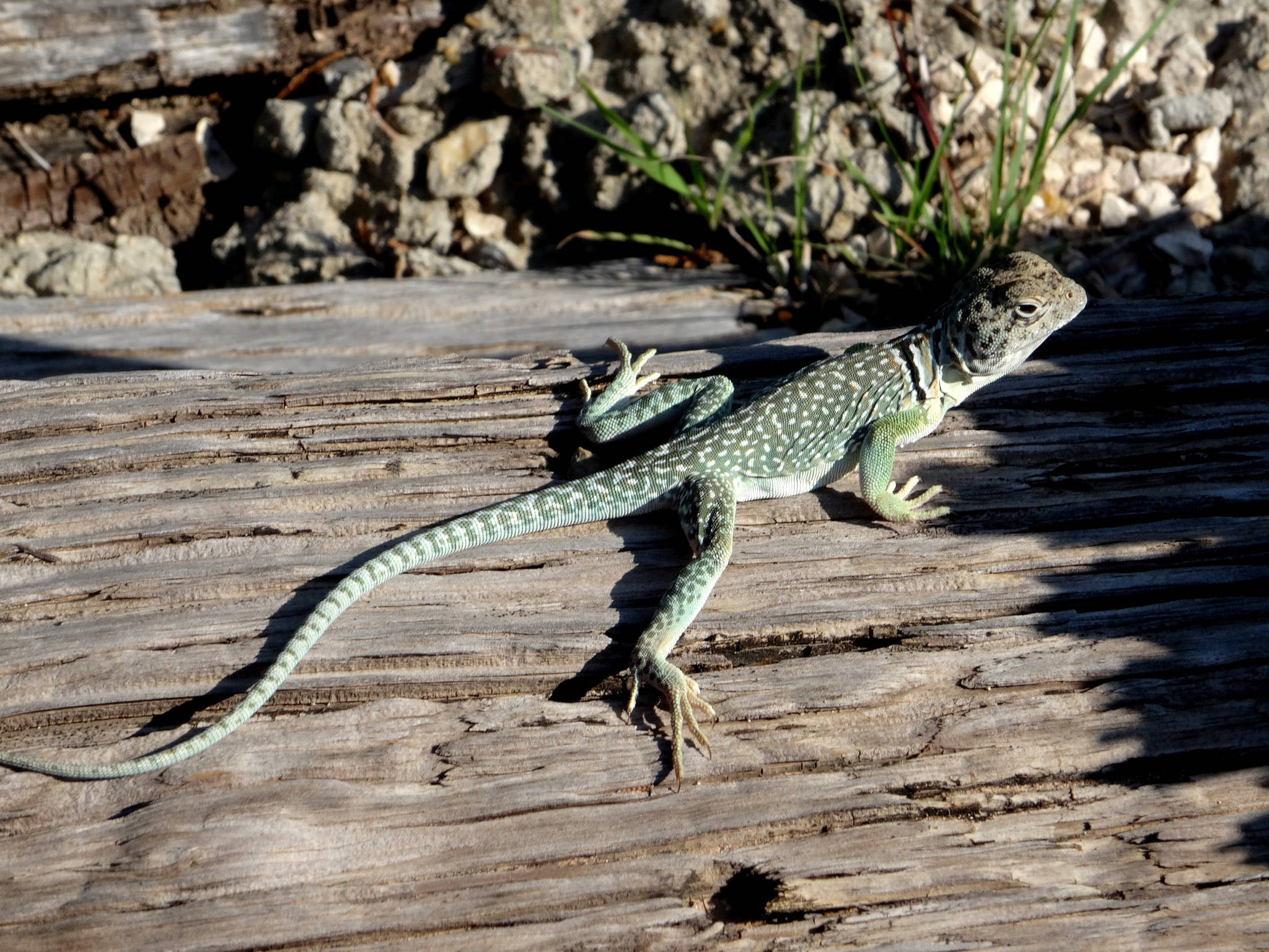 reptile 桌布 壁紙 — 一隻帶有白色斑點的綠色蜥蜴在岩石地形附近風化的木板上曬太陽。
