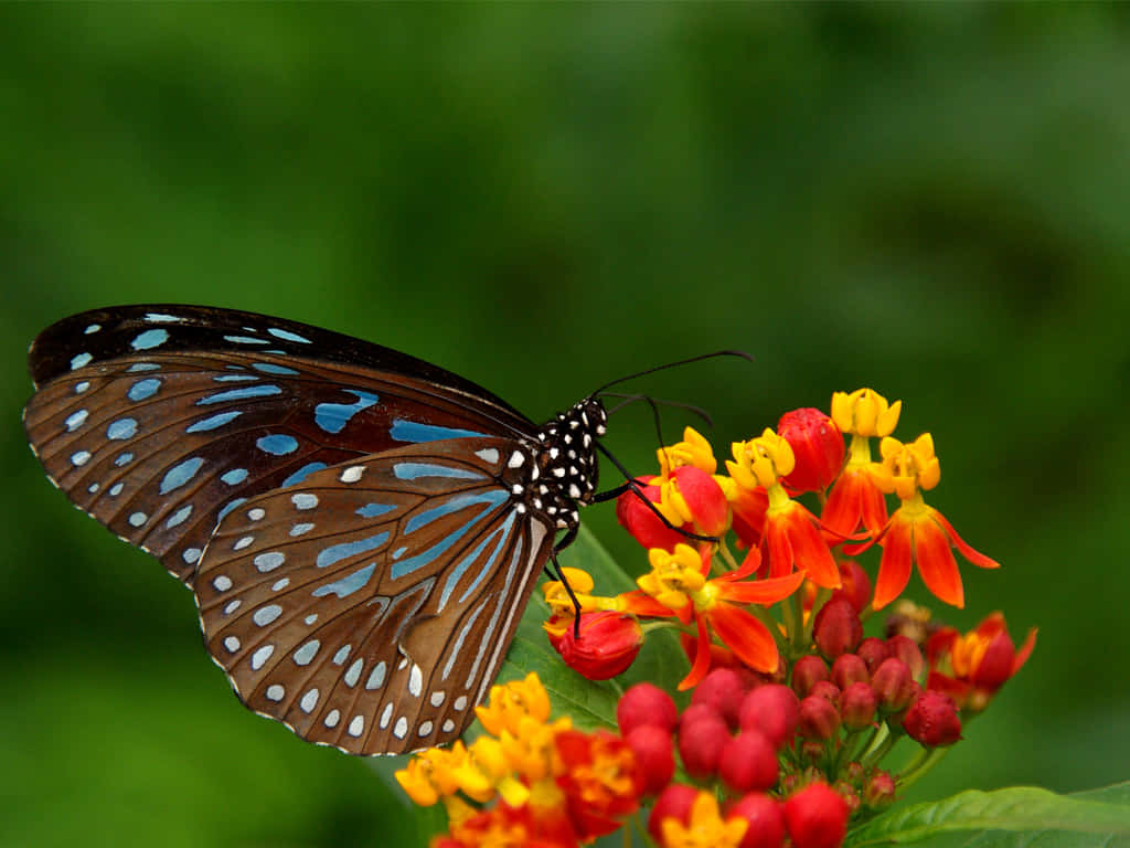 Butterflies 桌布 壁紙 — 一隻帶有白色斑點的藍色和棕色蝴蝶，在柔和的綠色背景下，優雅地棲息在鮮豔的橙色和黃色花朵上。