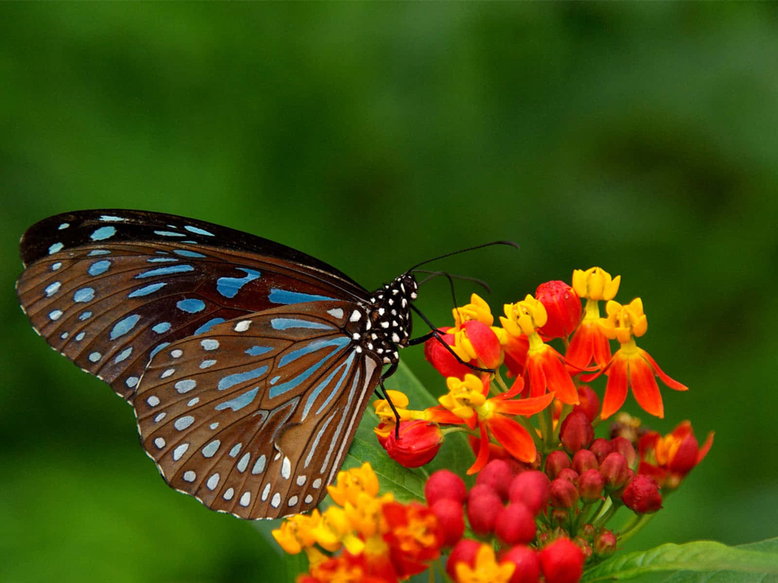Butterfly Species 桌布 壁紙 — 一隻帶有白色斑點的藍色和棕色蝴蝶，在柔和的綠色背景下，精緻地停留在鮮豔的橙色和黃色花朵上。