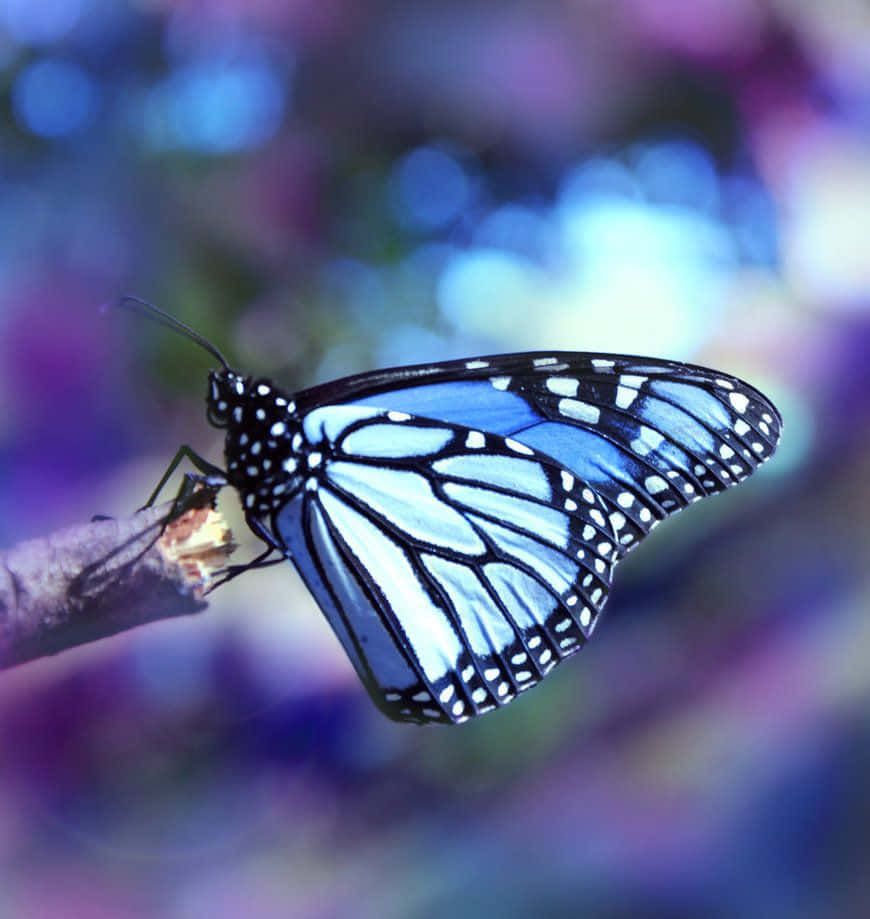 Real Butterfly 桌布 壁紙 — 一隻帶有白色斑點的藍黑蝴蝶，在紫色和藍色的柔和模糊背景下，輕柔地棲息在樹枝上。