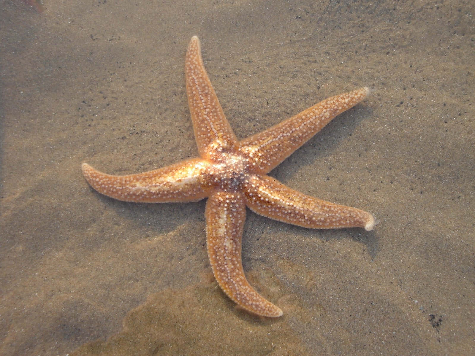 Starfish 桌布 壁紙 — 一隻帶有白色斑點的詳細橙色海星，在淺水下的濕沙質海床上休息。