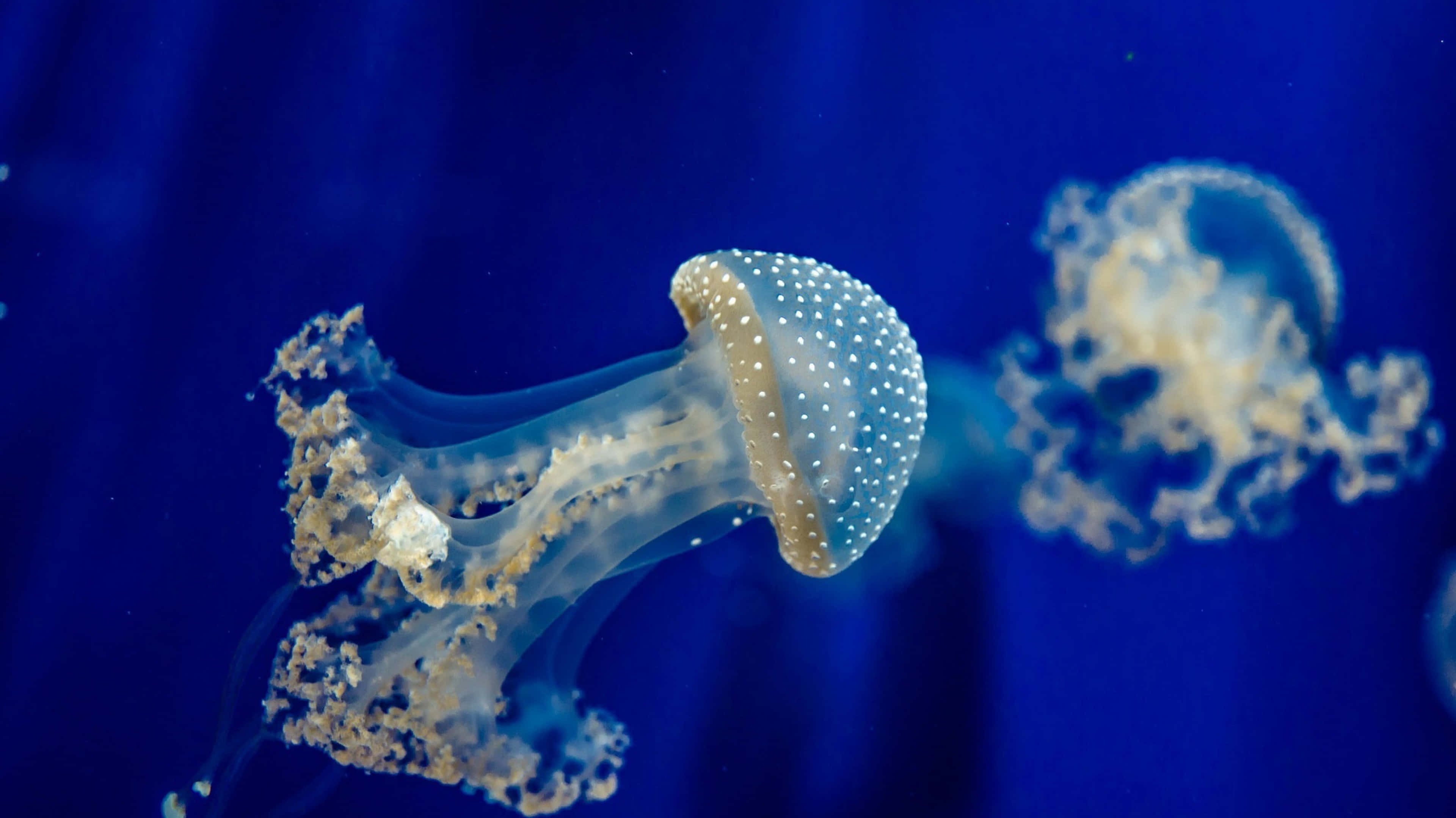 4K Jellyfish 桌布 壁紙 — 一隻帶有白色斑點的透明水母在深藍色海水中優雅地滑行，背景中還有另一隻模糊的水母。