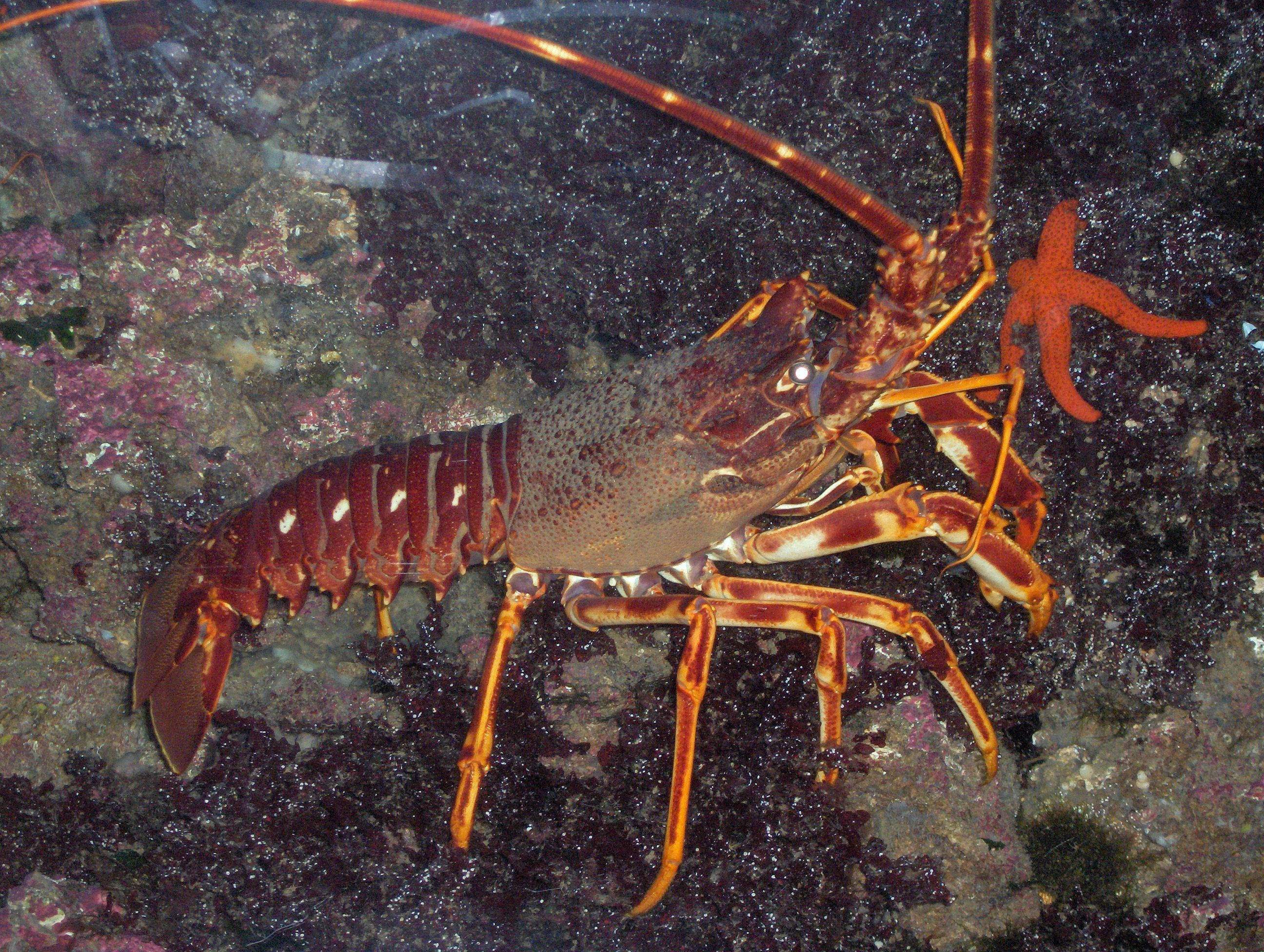Lobster 桌布 壁紙 — 一隻帶有白色斑點的鮮紅色龍蝦在黑暗的岩石海底爬行，旁邊有一顆亮橙色的海星。