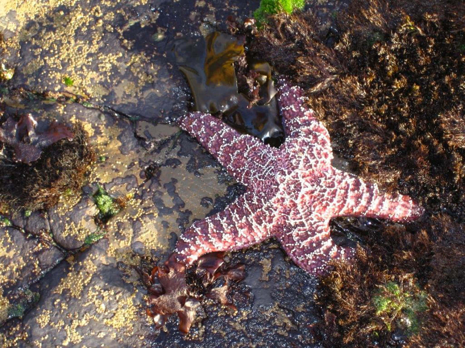 Starfish 桌布 壁紙 — 一隻帶有白色斑點的鮮紫色海星，在濕岩石上休息，周圍有棕色海藻和綠色苔蘚。