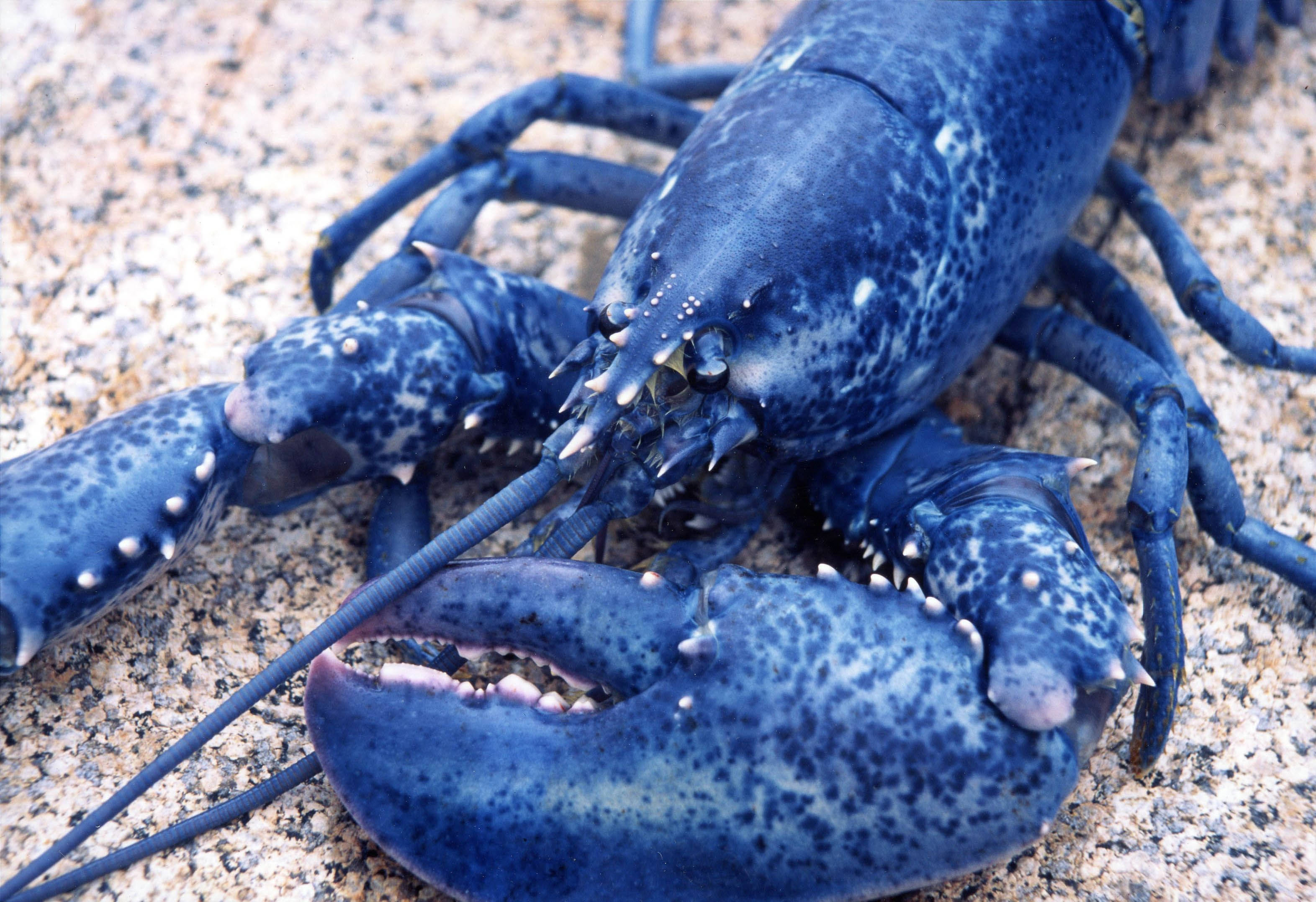 Lobster 桌布 壁紙 — 一隻帶有白色斑點的鮮藍色龍蝦停留在有紋理的花崗岩表面上，展示其詳細的爪和觸角。