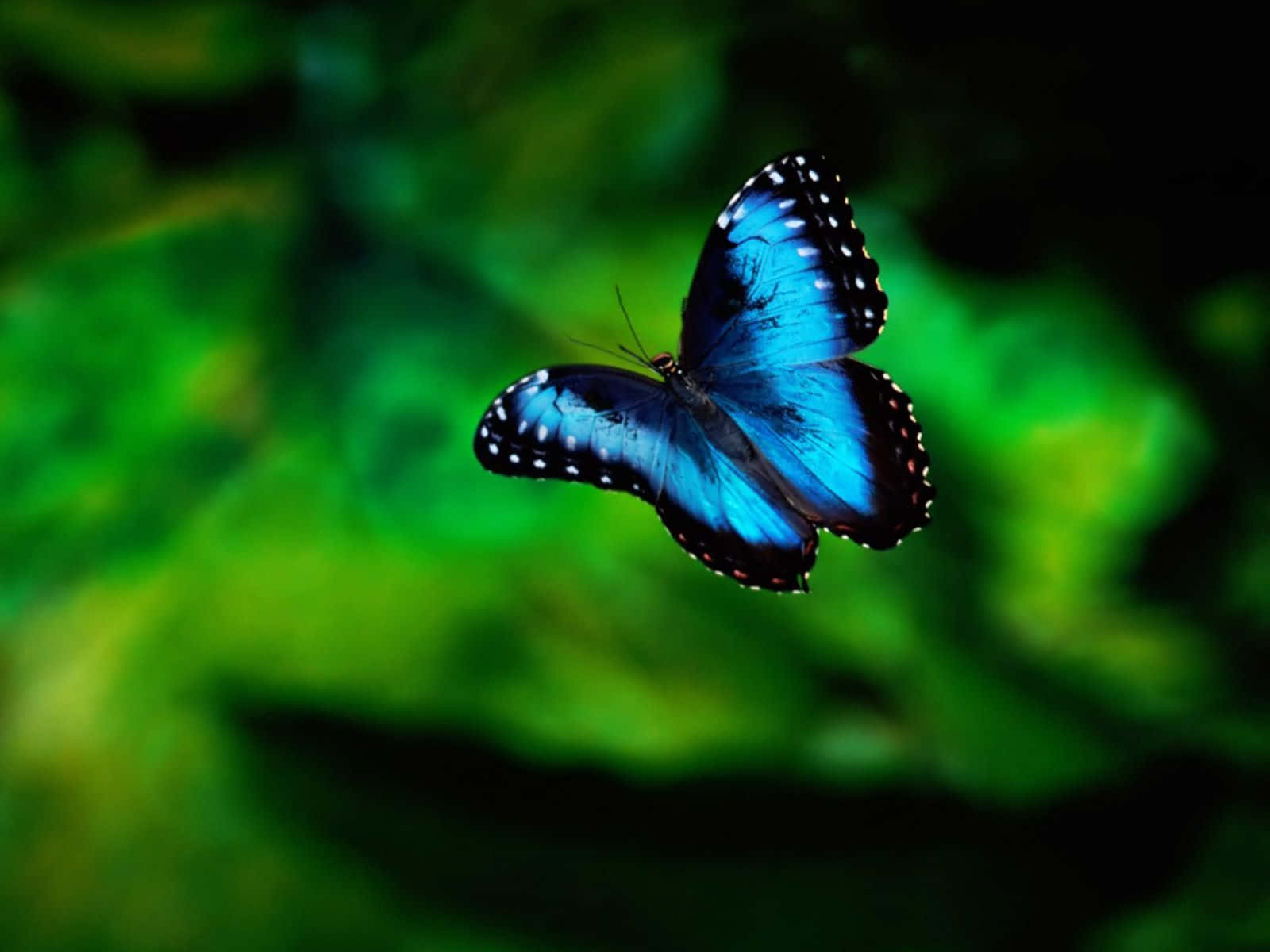 Butterflies 桌布 壁紙 — 一隻帶有白色斑點的鮮豔藍色蝴蝶在茂密綠色模糊的樹葉背景前優雅地滑翔。