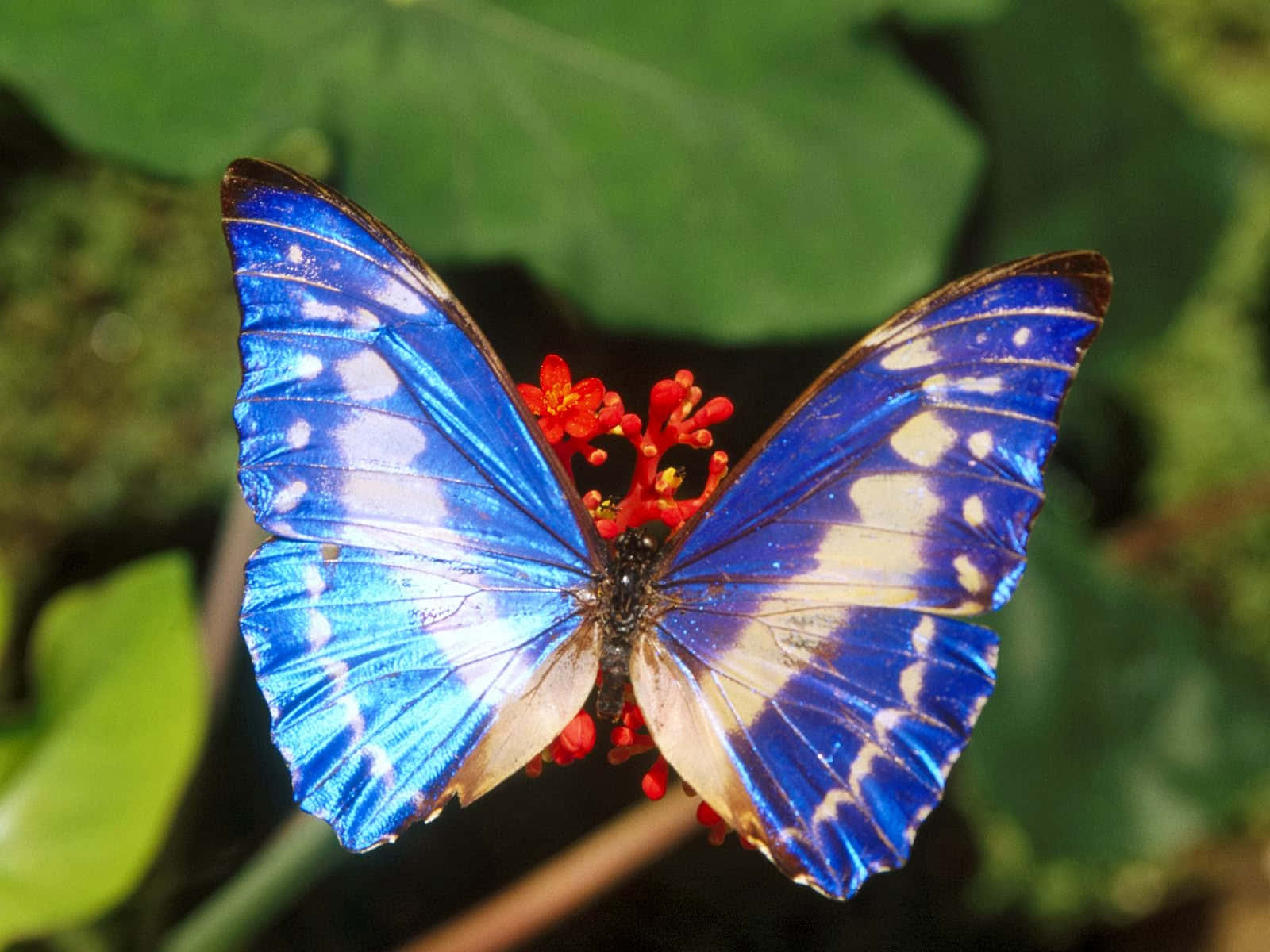Butterfly Species 桌布 壁紙 — 一隻帶有白色斑點的鮮豔藍色閃蝶，輕柔地停在一簇鮮紅色的花朵上，背景是柔和的綠色葉子。