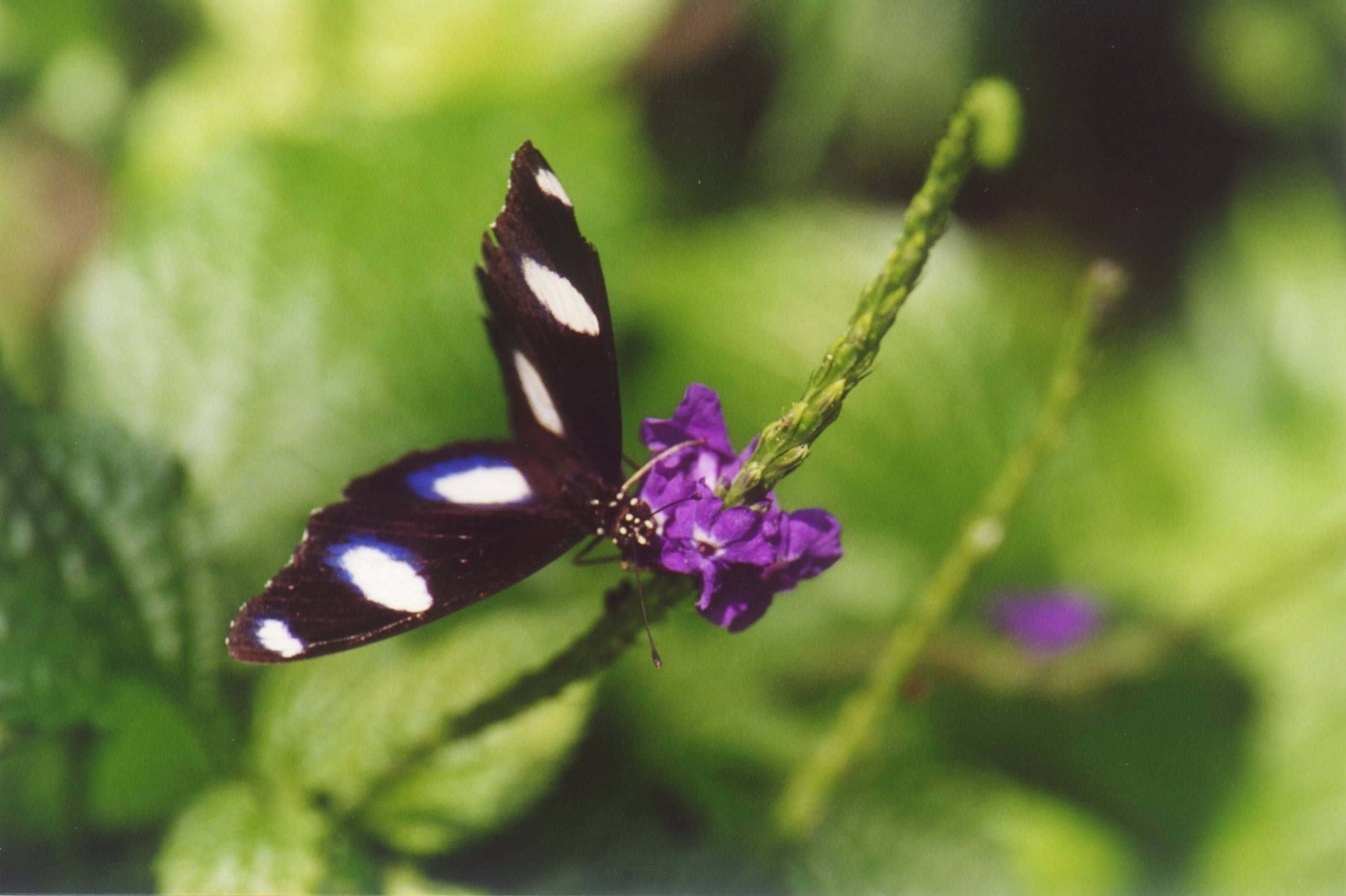 Butterfly Zoo 桌布 壁紙 — 一隻帶有白色斑點的黑蝴蝶，在柔和的綠色葉子背景下，優雅地棲息在鮮豔的紫色花朵上。