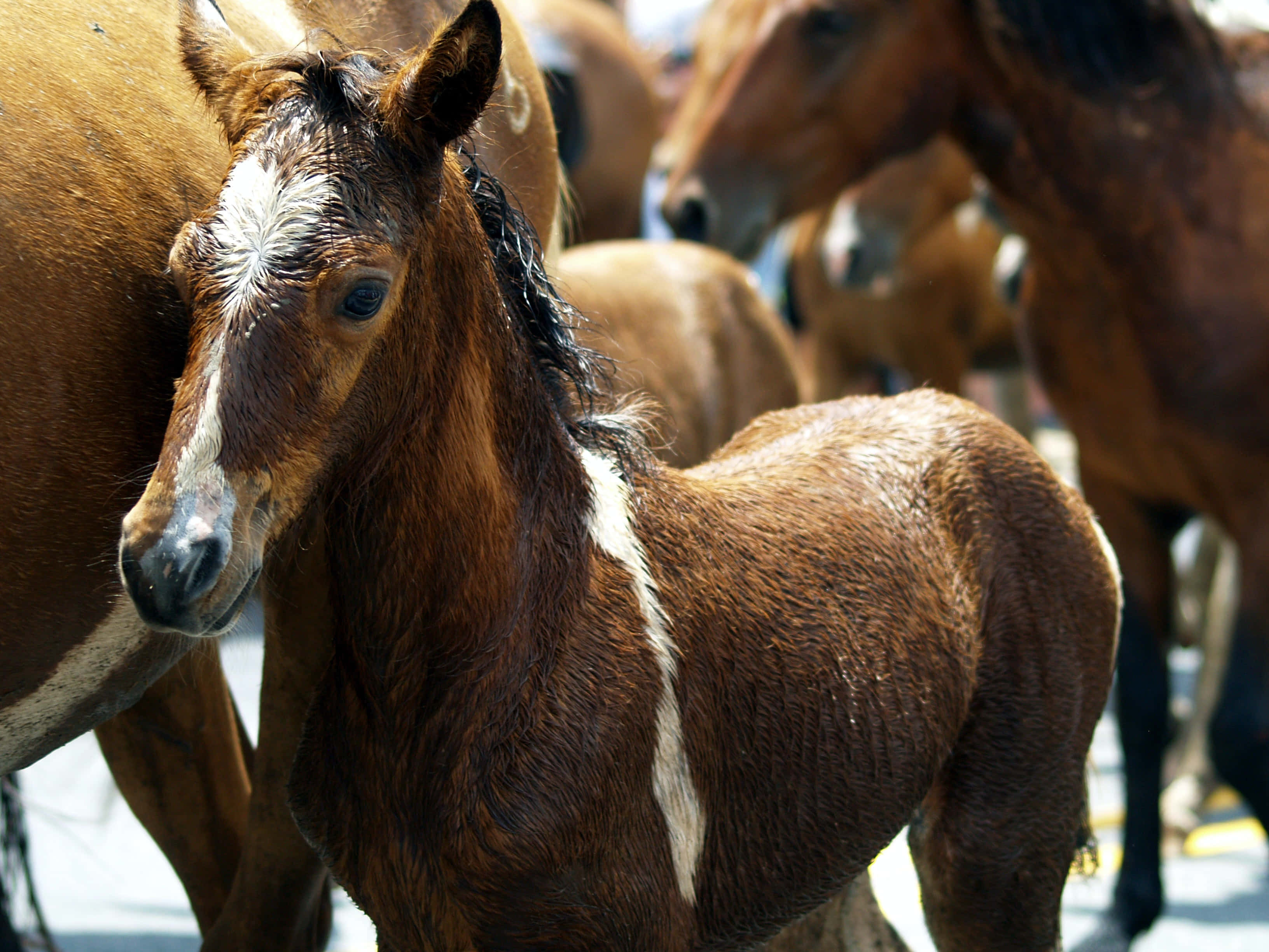 Beautiful Horses 桌布 壁紙 — 一隻帶有白色星形斑紋的年輕棕色小馬在明亮的陽光下警覺地站在成年馬群中。