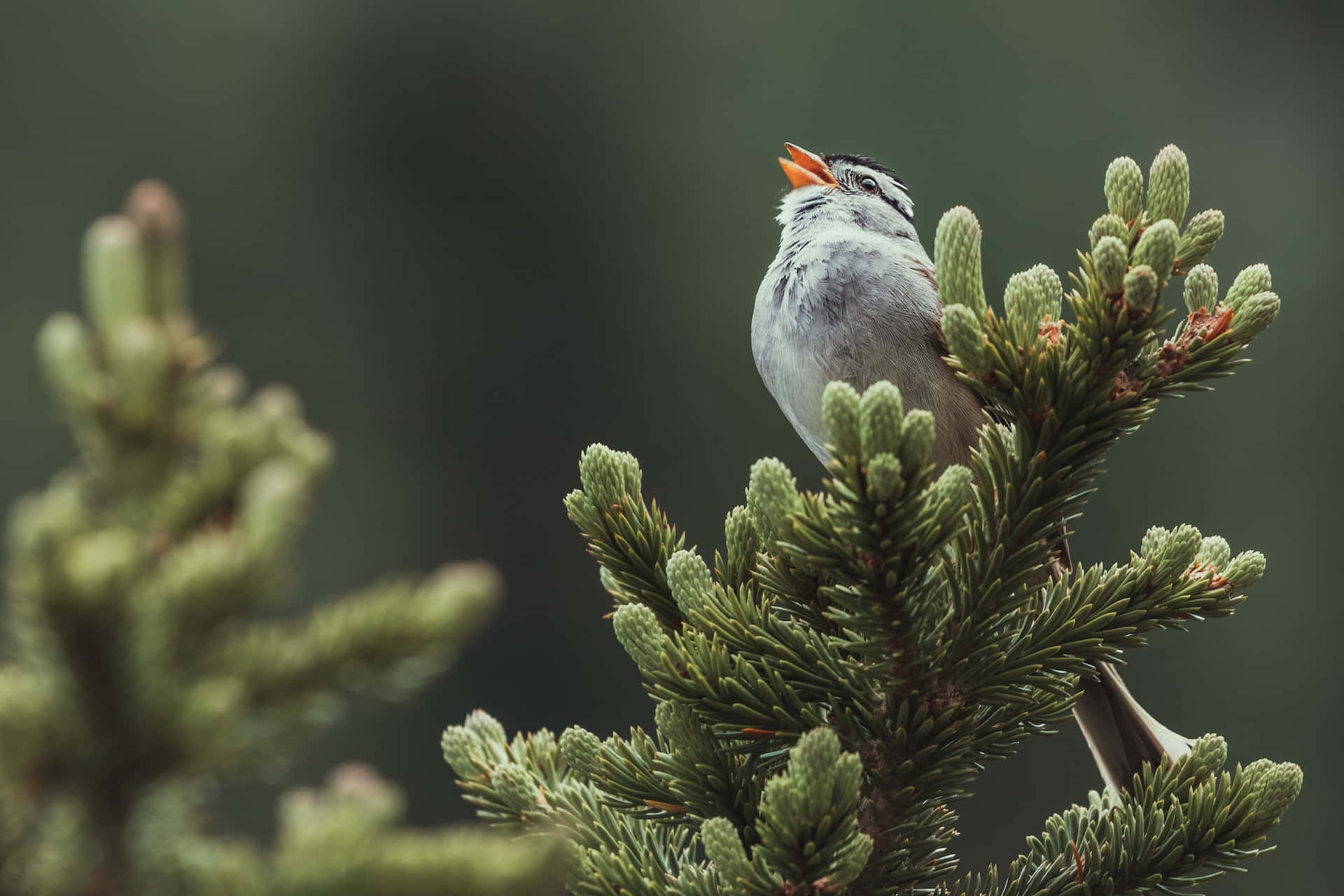 Birds Chirping 桌布 壁紙 — 一隻帶有白色條紋和橙色喙的小鳥棲息在松樹枝上，對著柔和模糊的綠色背景歌唱。