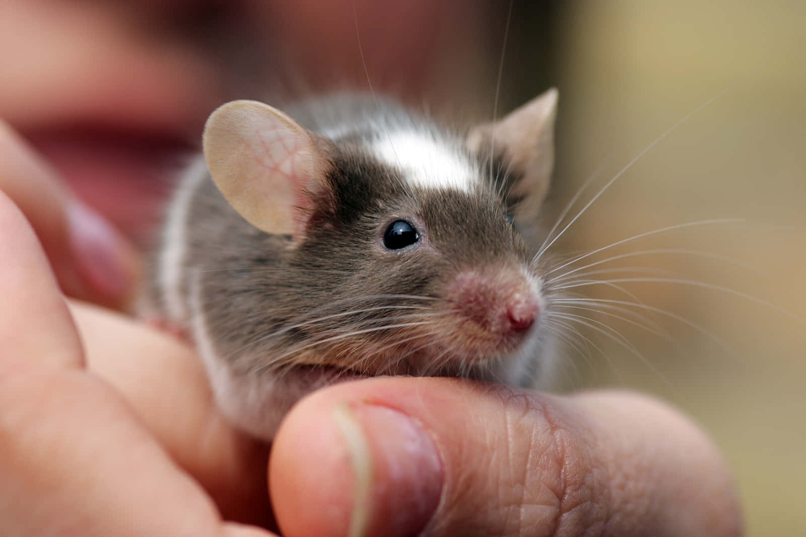 Mouse 桌布 壁紙 — 一隻帶有白色條紋的小灰鼠輕輕地躺在一個人捧著的手掌中，其深色眼睛和鬍鬚清晰對焦。