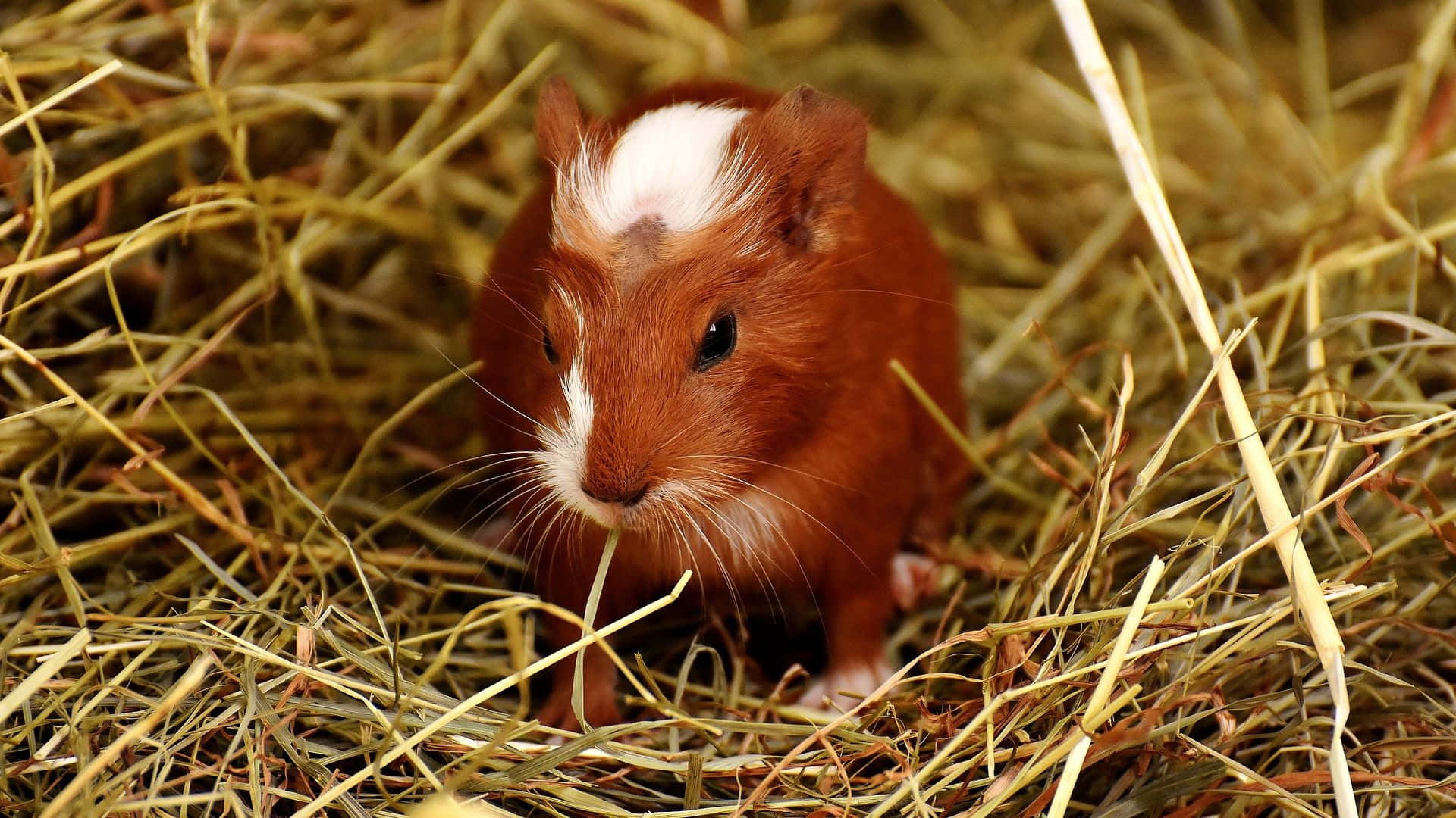 guinea pig 桌布 壁紙 — 一隻帶有白色條紋的棕色和白色天竺鼠警覺地坐在金色乾草床上。