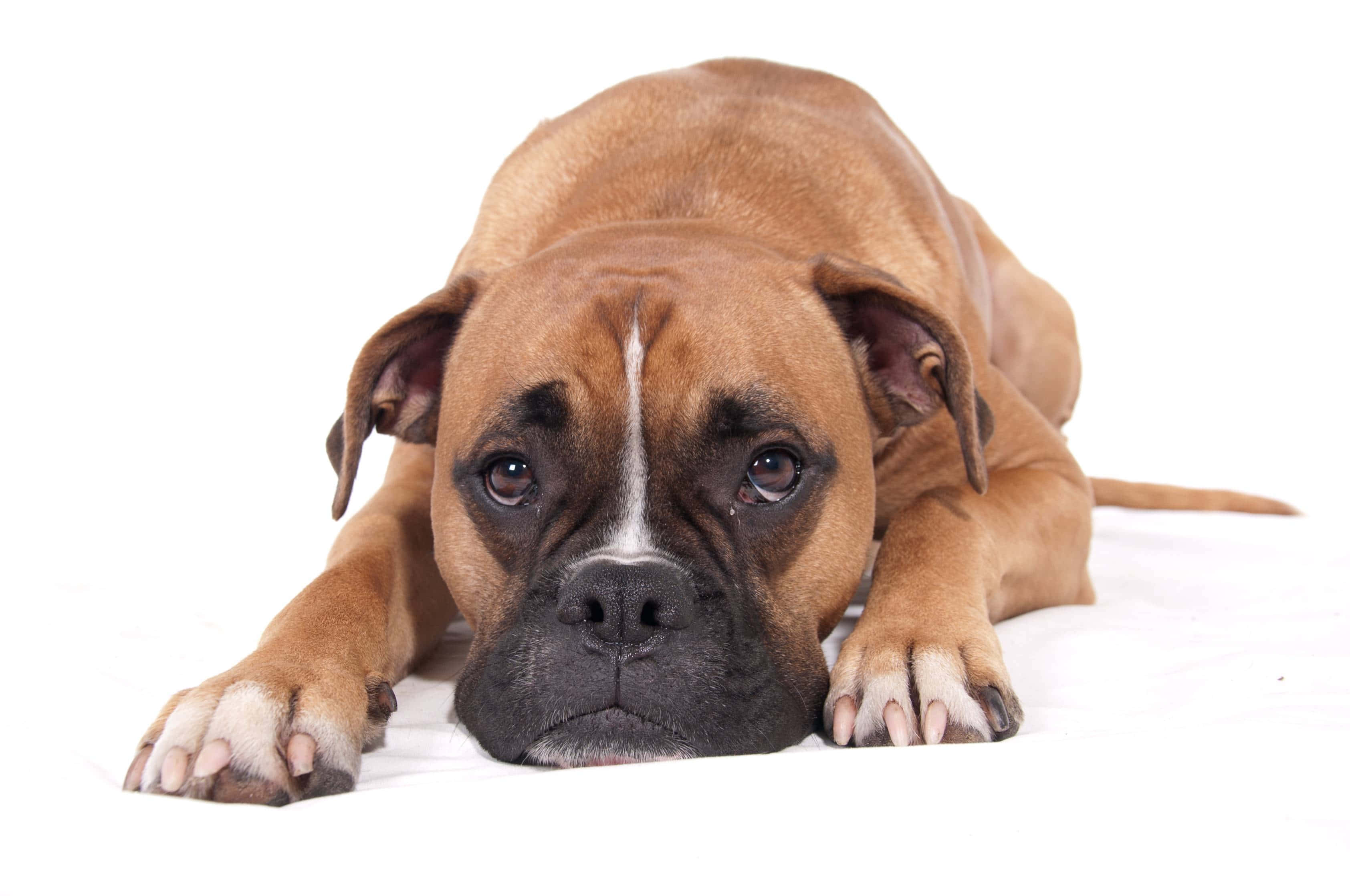 Boxer Dog 桌布 壁紙 — 一隻帶有白色條紋的棕色拳師犬躺在白色背景上，用充滿靈魂的眼睛直視鏡頭。