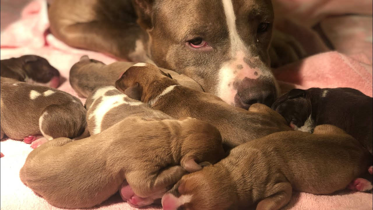 Pitbull Puppies 桌布 壁紙 — 一隻帶有白色條紋的狗媽媽溫柔地休息，她剛出生的幼犬緊緊依偎在一張柔軟的粉紅色毯子上。