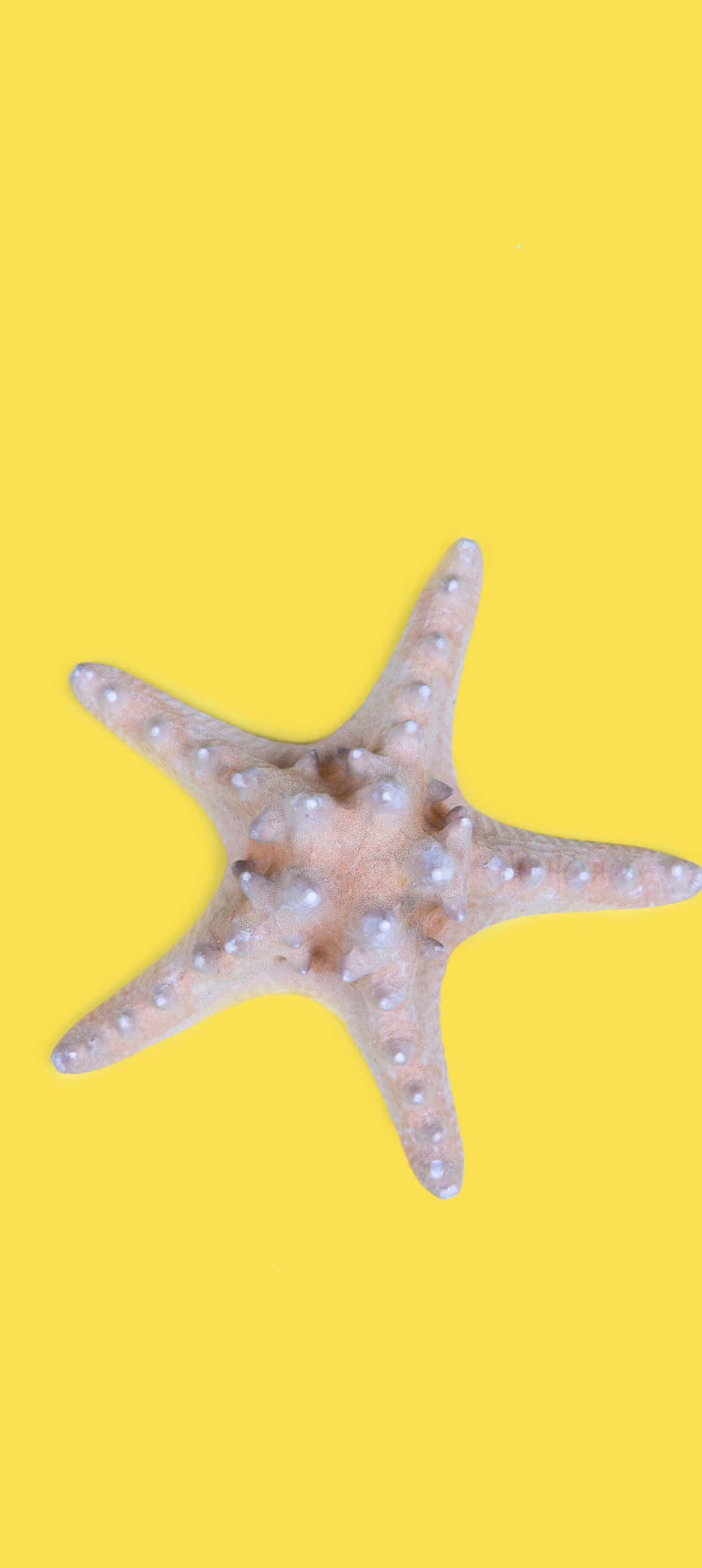 1080x2412 桌布 壁紙 — 一隻帶有白色結節的淺色海星，靠在鮮豔的黃色背景上。