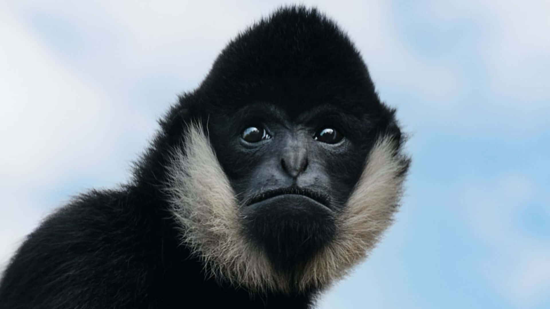 1080p Gibbon 桌布 壁紙 — 一隻帶有白色領毛的黑長臂猿，在柔和藍天下專注凝視的特寫。