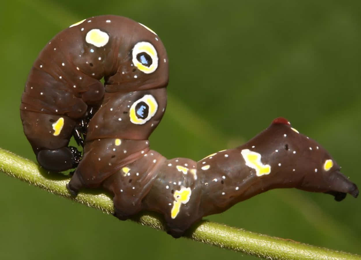 Caterpillar Insect 桌布 壁紙 — 一隻帶有眼狀斑點和白色斑點的棕色毛蟲，在模糊的綠色背景下蜷縮在綠色莖上。
