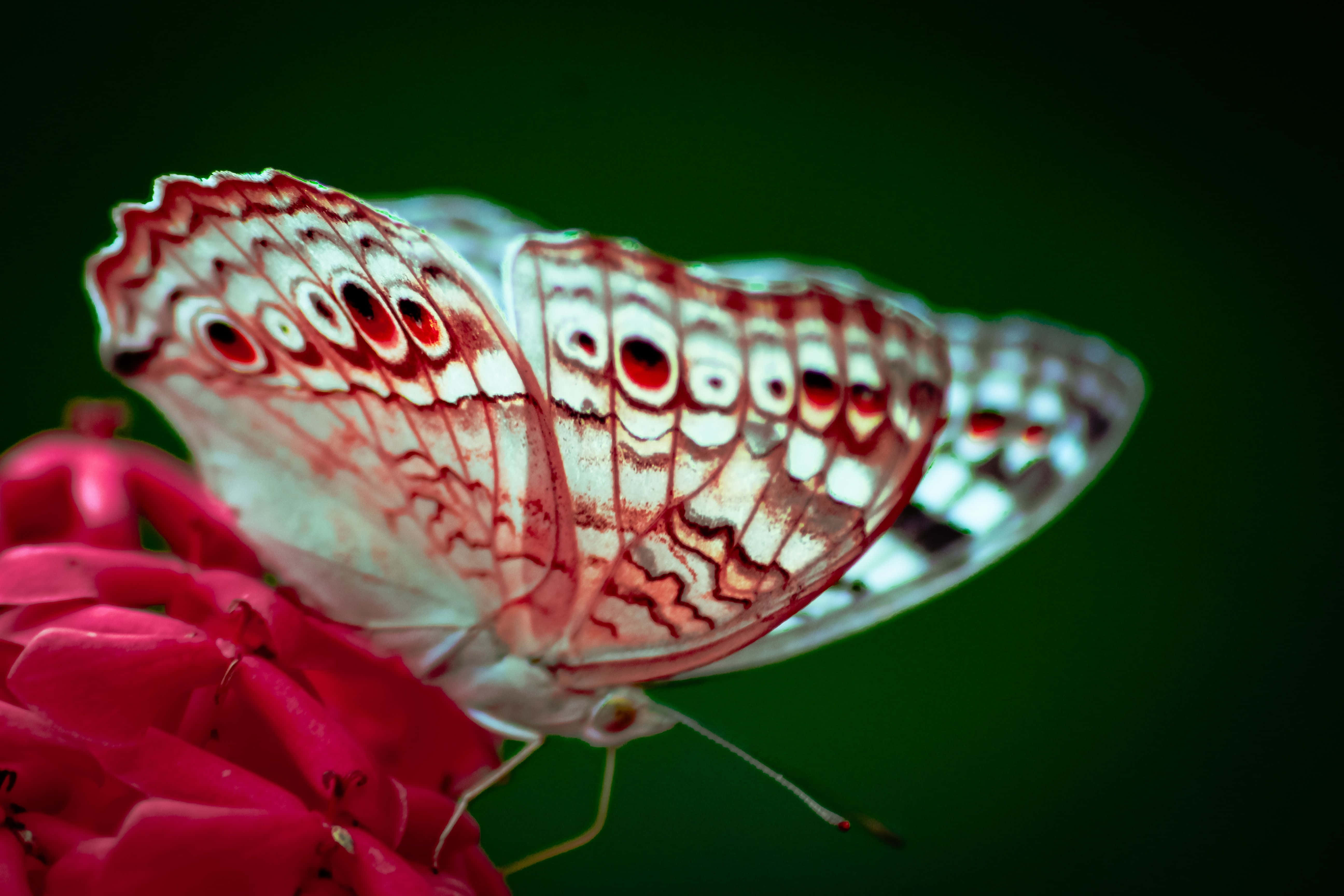 Butterfly Photography 桌布 壁紙 — 一隻帶有眼狀斑點的白紅蝴蝶，在深綠色背景下，精緻地停在一朵鮮豔的粉紅色花上的特寫。