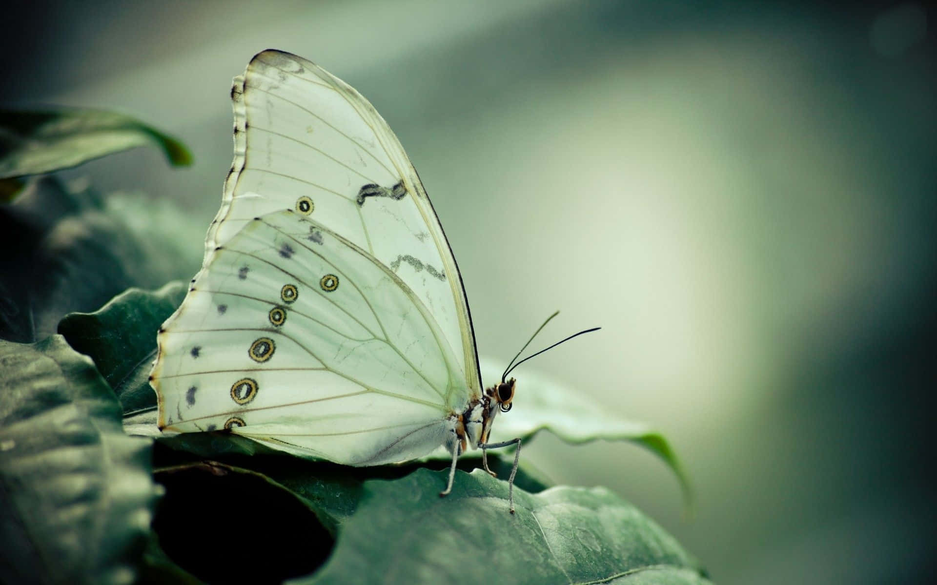 White Butterfly 桌布 壁紙 — 一隻帶有眼狀斑點的細緻白色蝴蝶，在柔和模糊的背景中，棲息在茂盛的綠葉上。