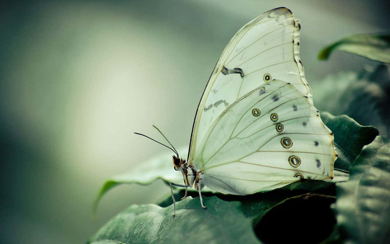 Butterfly Photography 桌布 壁紙 — 一隻帶有眼狀斑點的纖細白色蝴蝶，優雅地停在一片茂盛的綠葉上，背景柔和模糊。