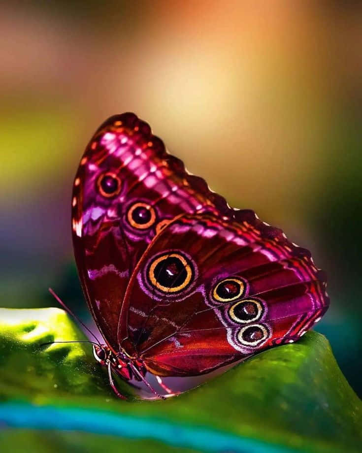 Real Butterfly 桌布 壁紙 — 一隻帶有眼狀斑點的鮮豔紫色蝴蝶，輕輕停在一片光滑的綠葉上，背景柔和模糊。