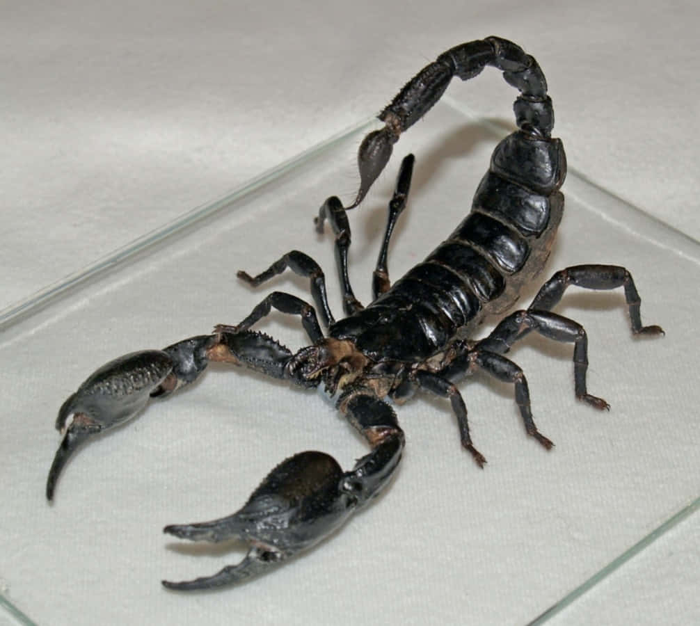 scorpion 桌布 壁紙 — 一隻帶有突出鉗子和彎曲尾巴的光滑黑色蠍子，停留在透明玻璃表面上，背景為白色。