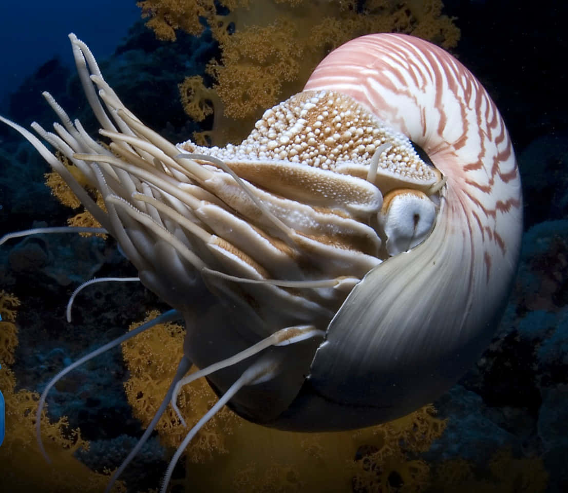Scary Underwater 桌布 壁紙 — 一隻帶有粉白條紋外殼和長觸手的鸚鵡螺，在深藍色海洋中靠近發光珊瑚滑行。