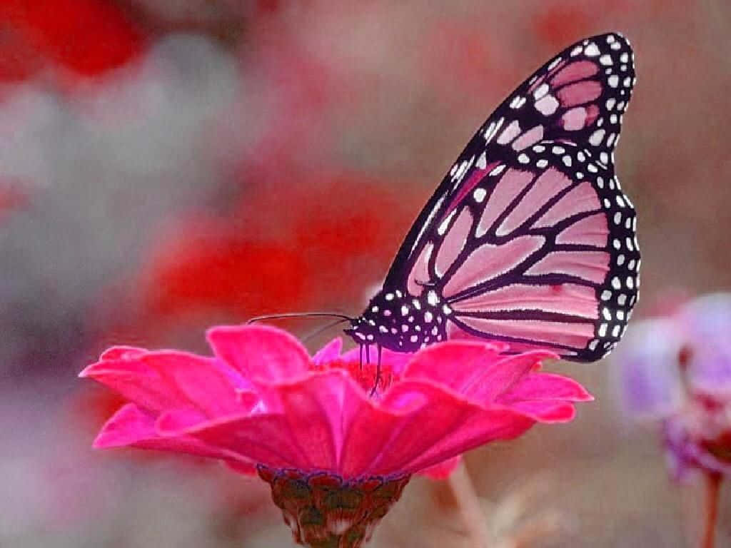 Butterflies 桌布 壁紙 — 一隻帶有粉紅色和黑色翅膀的帝王蝶，在柔和的模糊背景下，輕盈地棲息在一朵鮮豔的粉紅色花朵上。