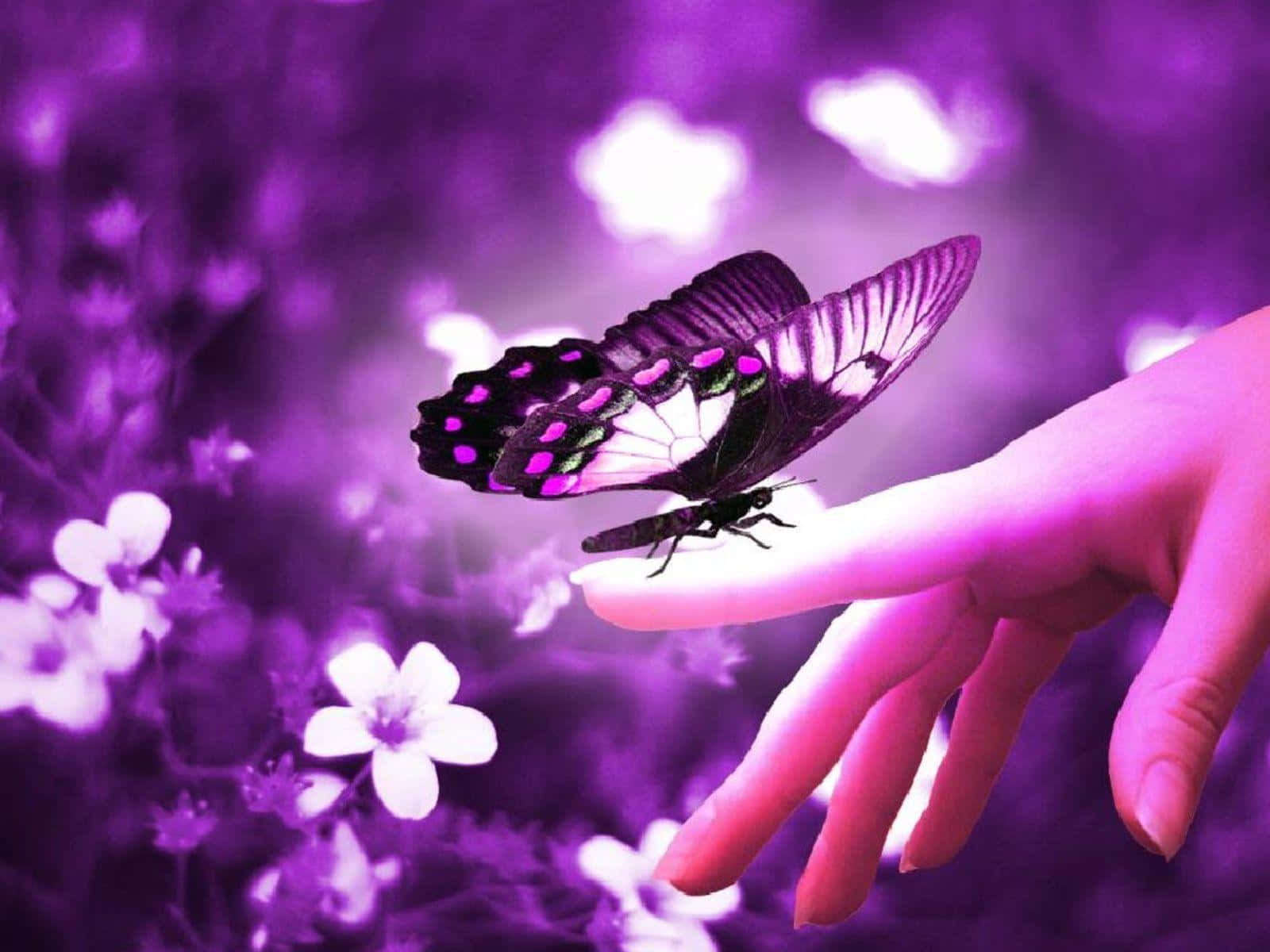 Cool Butterfly 桌布 壁紙 — 一隻帶有粉紅色斑點的淡紫色蝴蝶輕輕地停在人的手上，背景是夢幻般的紫色花卉。