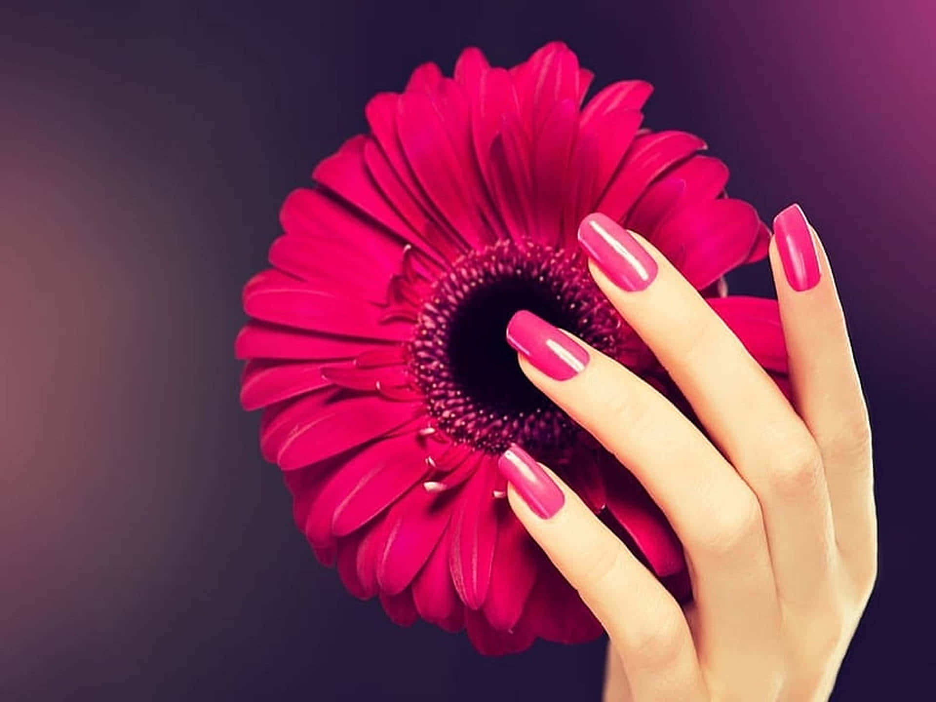 Pink Nails 桌布 壁紙 — 一隻帶有粉紅色美甲的手，在深色漸層背景上輕輕托著一朵鮮豔的紫紅色非洲菊雛菊。