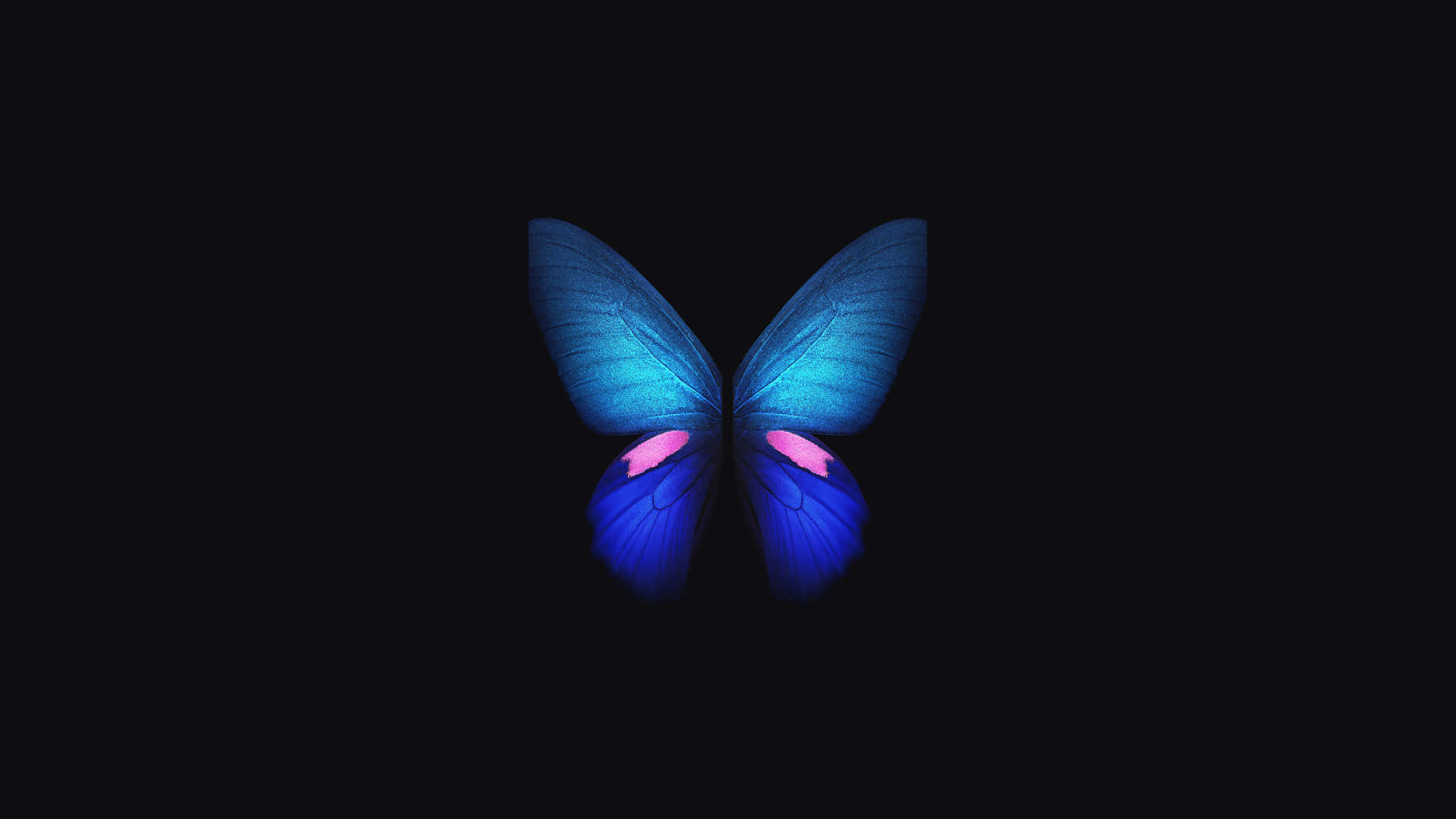 Butterflies Laptop 桌布 壁紙 — 一隻帶有粉紅色點綴的發光藍色蝴蝶，在純黑色背景上居中靜止。