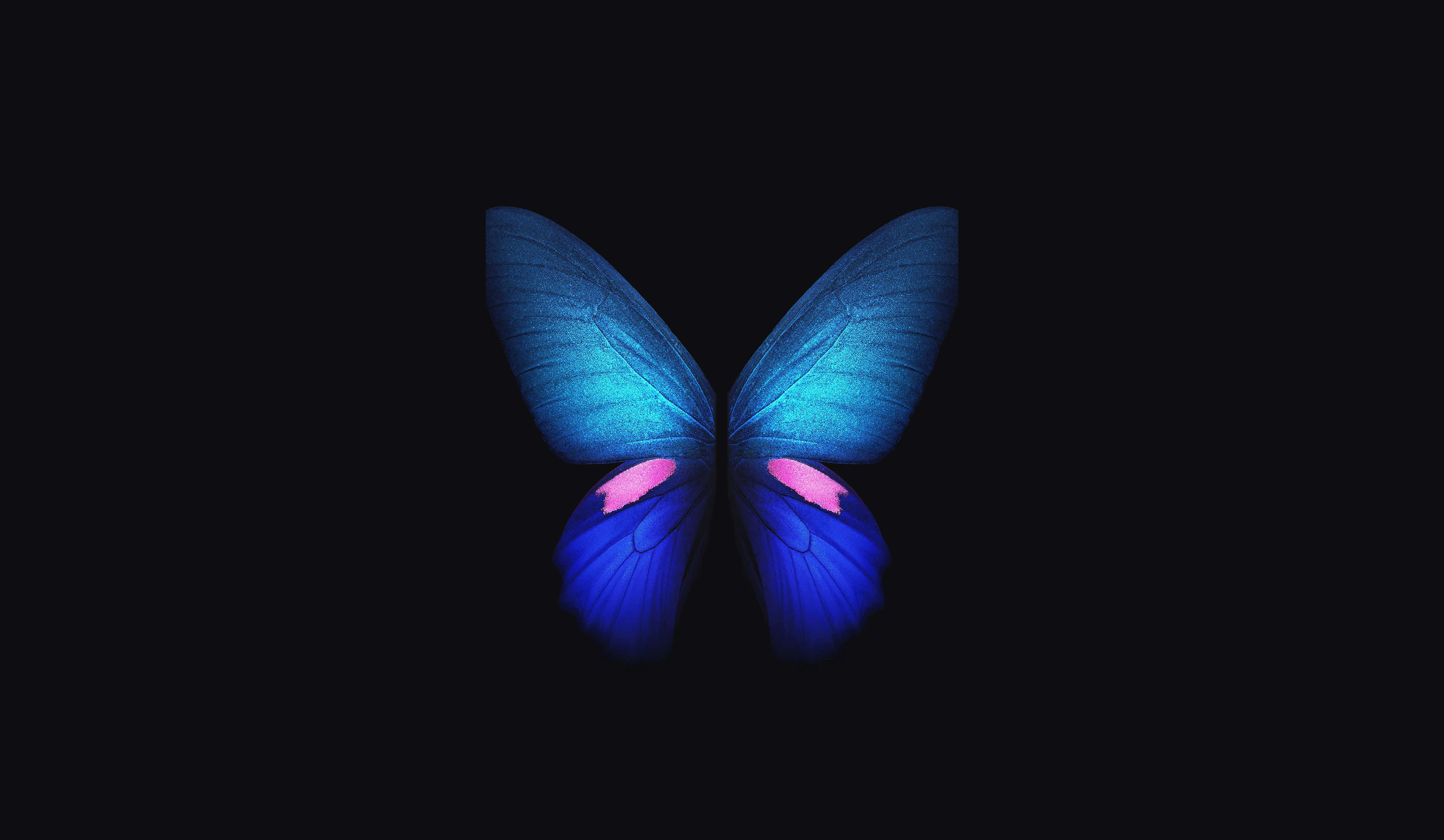Dark Butterfly 桌布 壁紙 — 一隻帶有粉紅色點綴的發光藍色蝴蝶，在純黑色背景上閃耀。
