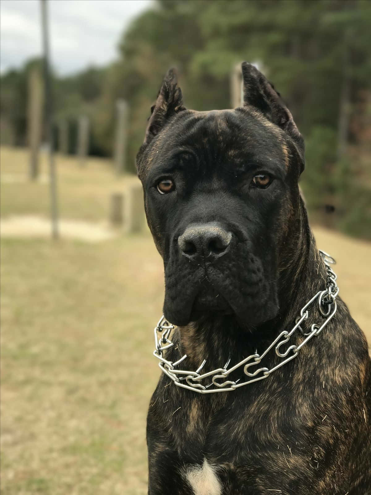 卡斯羅犬 桌布 壁紙 — 一隻帶有粗鏈條項圈的虎斑紋卡斯羅犬在草地上專注地凝視著相機。