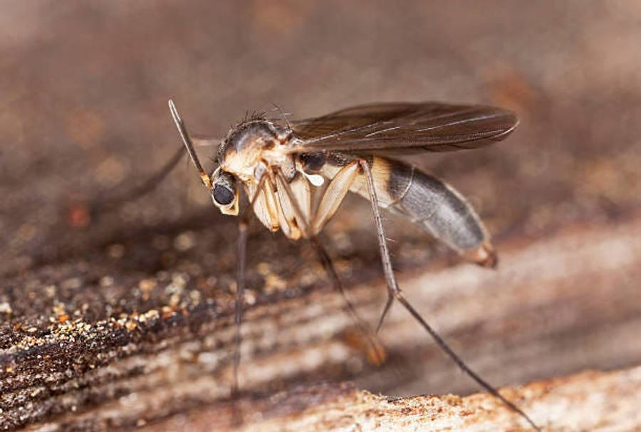 fly 桌布 壁紙 — 一隻帶有精緻翅膀的小蒼蠅停在紋理樹皮上的特寫照片。
