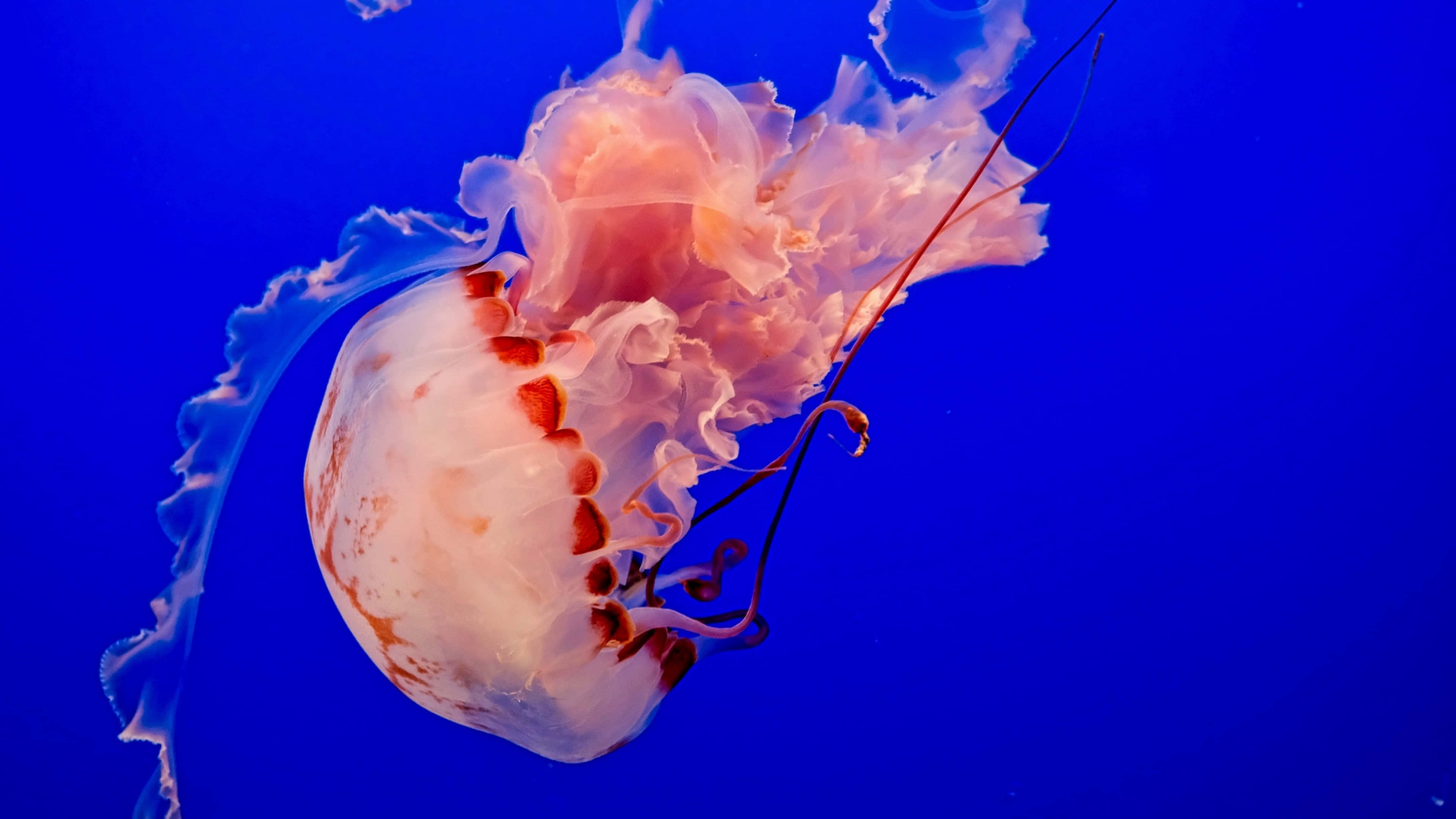 4K Jellyfish 桌布 壁紙 — 一隻帶有紅色斑紋的半透明粉紅色水母，在深藍色水中優雅地滑行。