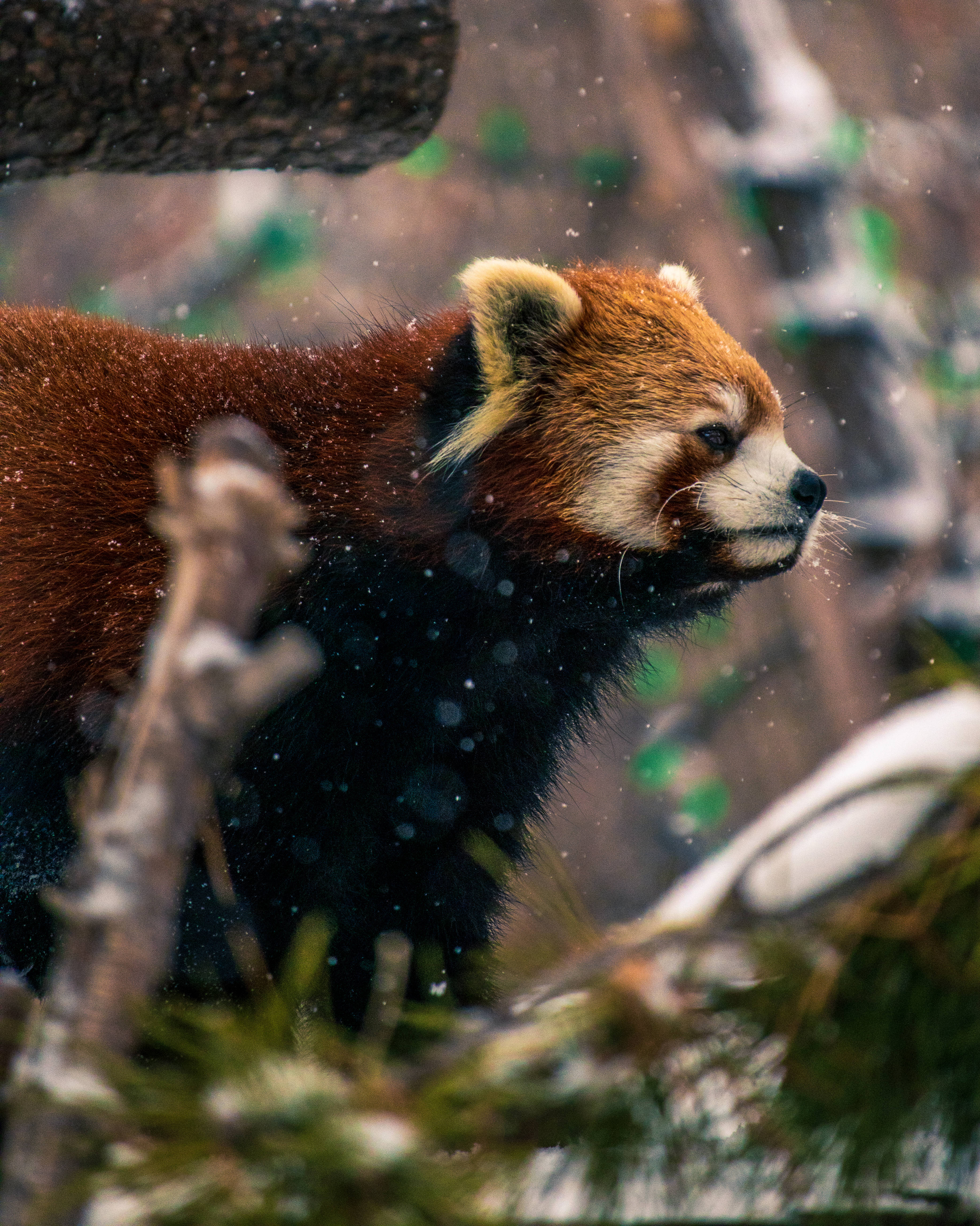 Red Panda 桌布 壁紙 — 一隻帶有紅色毛皮和黑色斑紋的小熊貓在雪地森林中警覺地站立，周圍是模糊的樹枝和飄落的雪花。