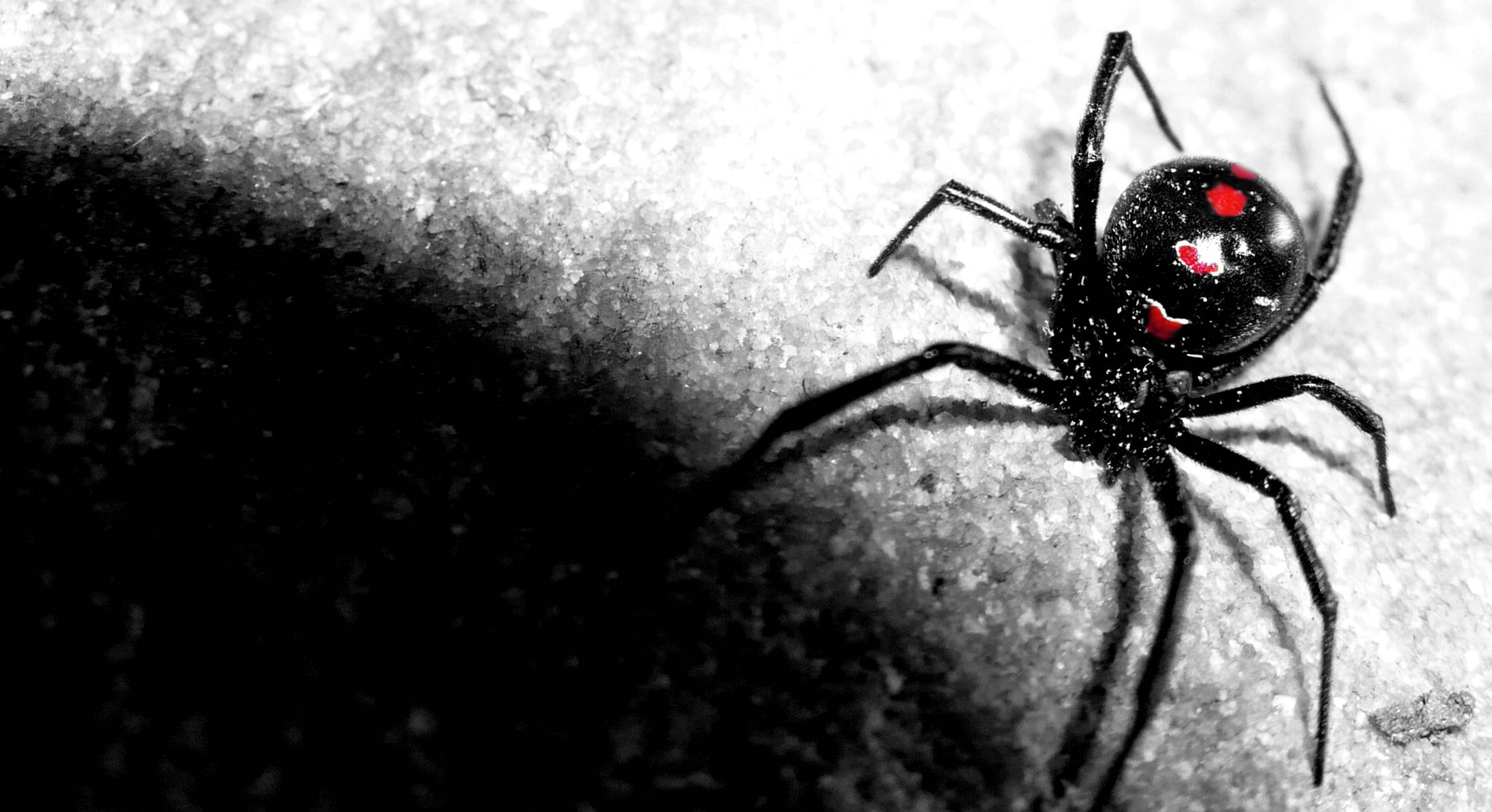 Spider 桌布 壁紙 — 一隻帶有紅色沙漏標記的黑寡婦蜘蛛在戲劇性陰影下爬行於紋理灰色混凝土上。