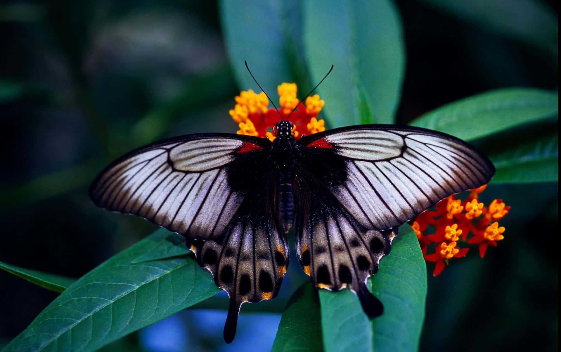 Butterfly Species 桌布 壁紙 — 一隻帶有紅色點綴的黑白蝴蝶，輕輕停落在茂盛綠葉間鮮豔的橙色花朵上。