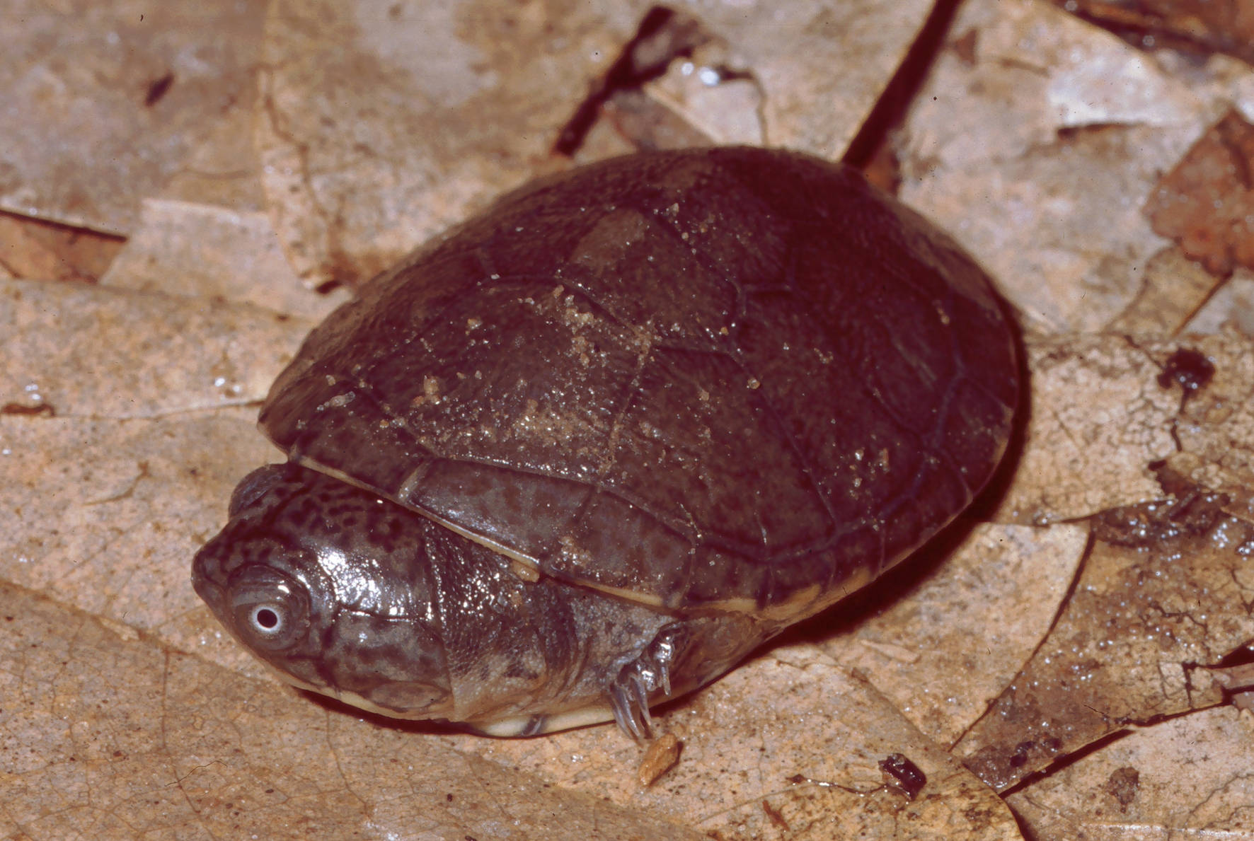 Turtle 桌布 壁紙 — 一隻帶有紋理龜殼的深色小烏龜在森林地面的潮濕棕色落葉中休息。