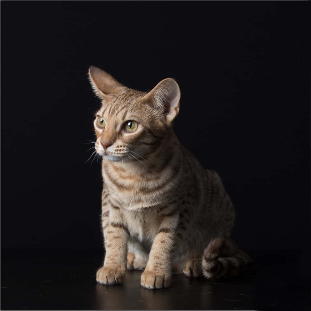 Ocicat 桌布 壁紙 — 一隻帶有綠色眼睛的時尚斑點貓，在純黑背景前擺出姿勢，被柔和的攝影棚燈光照亮。