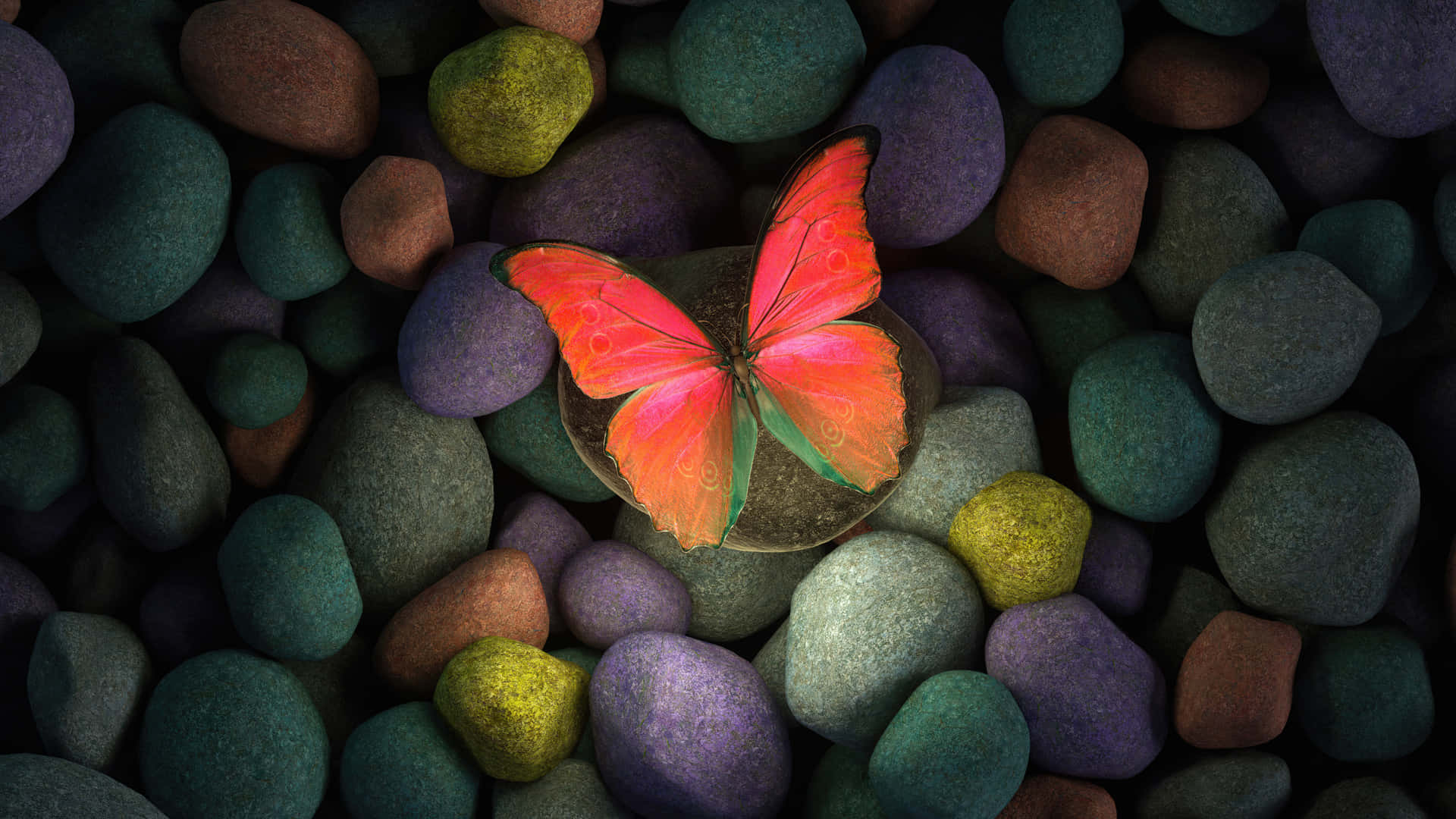 Butterflies Laptop 桌布 壁紙 — 一隻帶有綠色點綴的鮮豔橙色蝴蝶，停在一塊被彩色鵝卵石包圍的光滑石頭上。