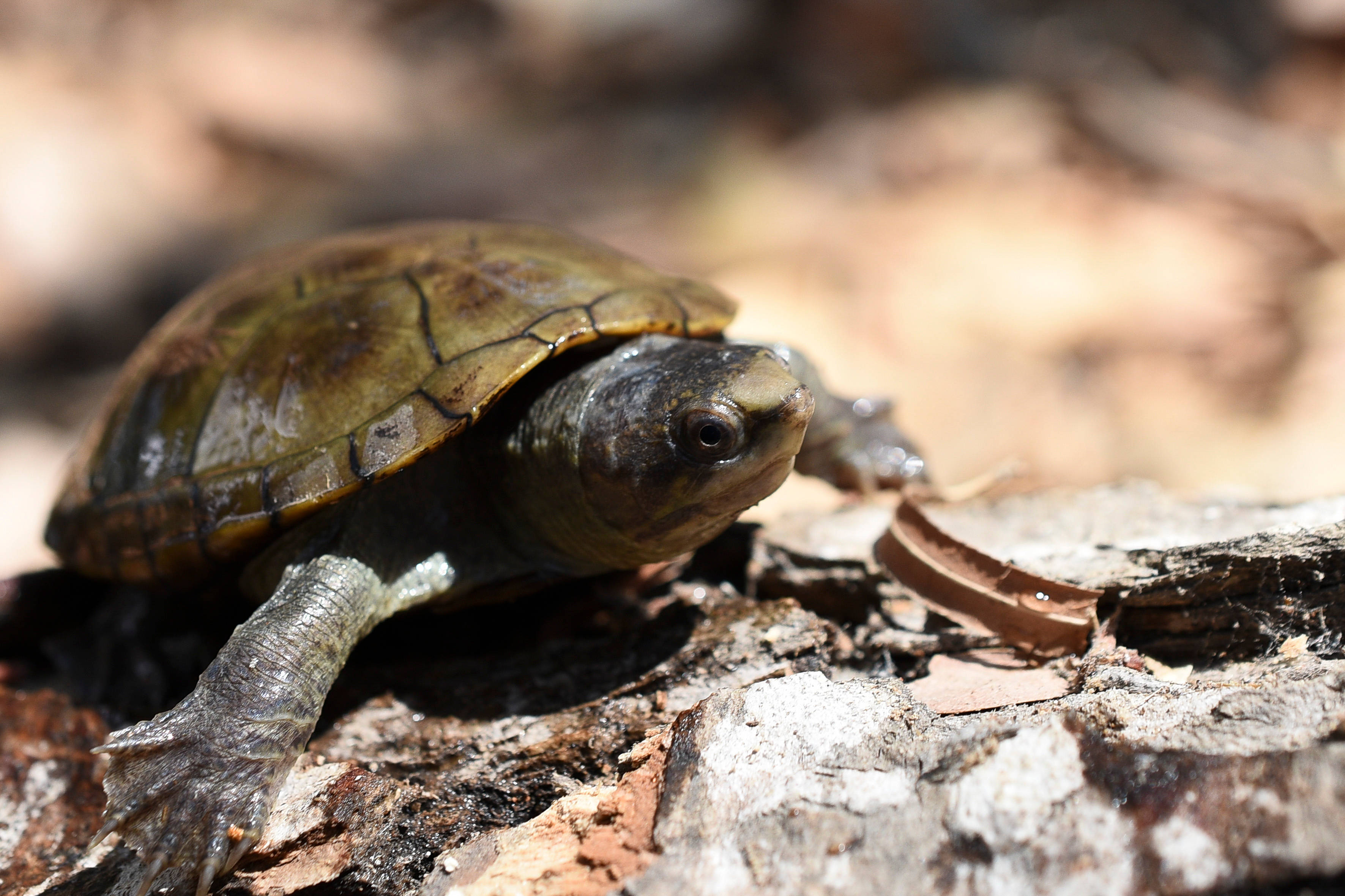 Turtle 桌布 壁紙 — 一隻帶有苔綠色龜殼的小烏龜在陽光照耀、紋理分明的樹皮上休息，周圍散落著落葉。