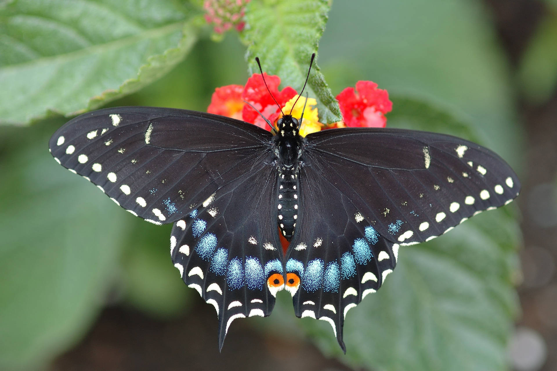 蝴蝶 桌布 壁紙 — 一隻帶有藍色和橙色斑點的黑色蝴蝶，在茂密的綠葉襯托下，停歇在紅色和黃色的花朵上。