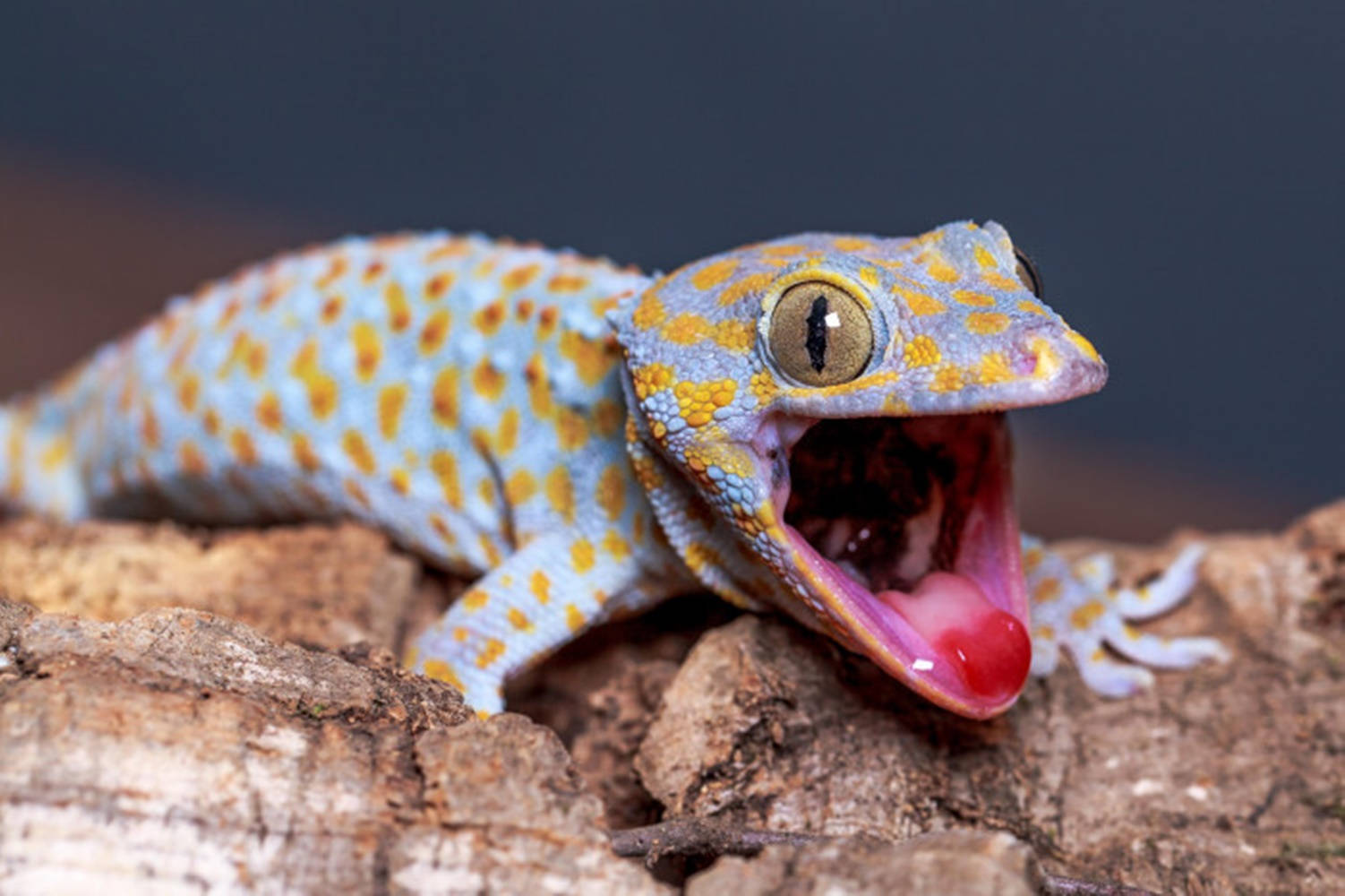 Funny Face 桌布 壁紙 — 一隻帶有藍色和黃色斑點、圖案鮮明的壁虎在粗糙的樹皮上打呵欠，背景為深色。