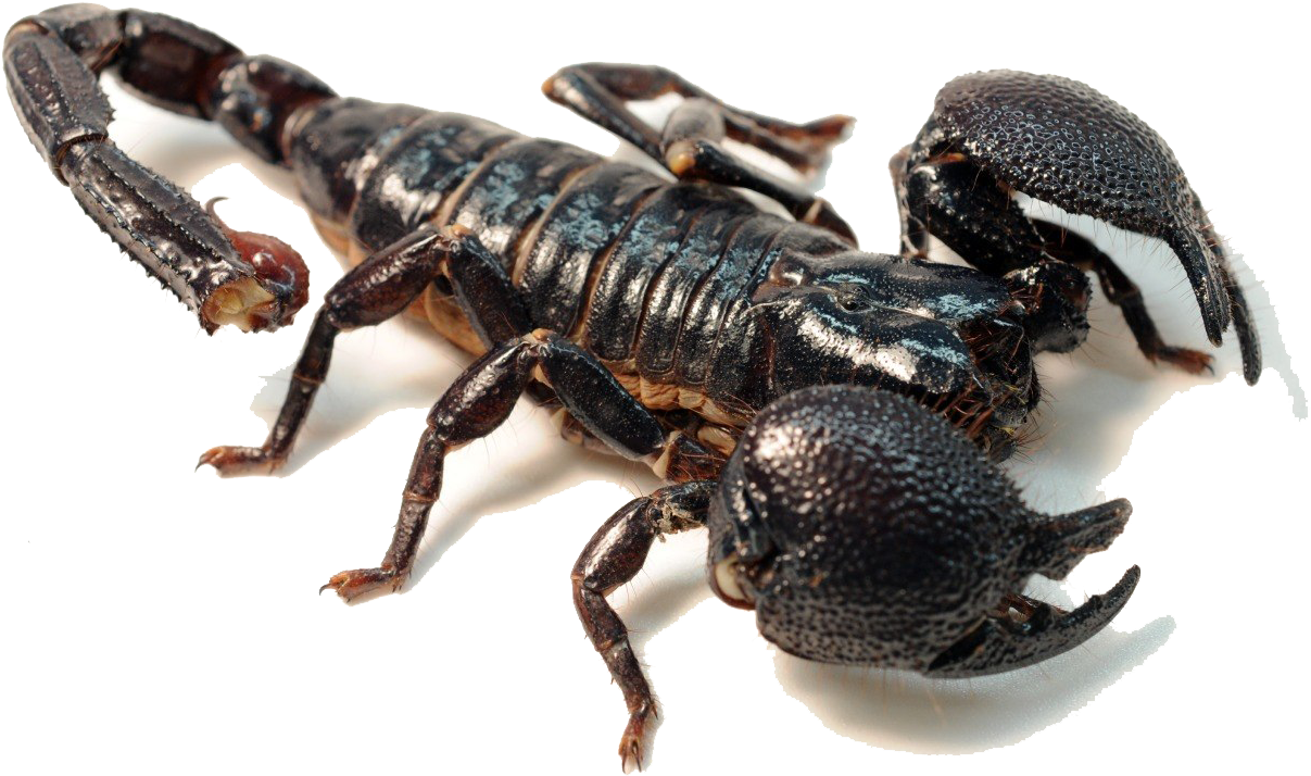 scorpion 桌布 壁紙 — 一隻帶有藍色高光的亮黑色蠍子在純白背景上威脅性地捲起尾巴。