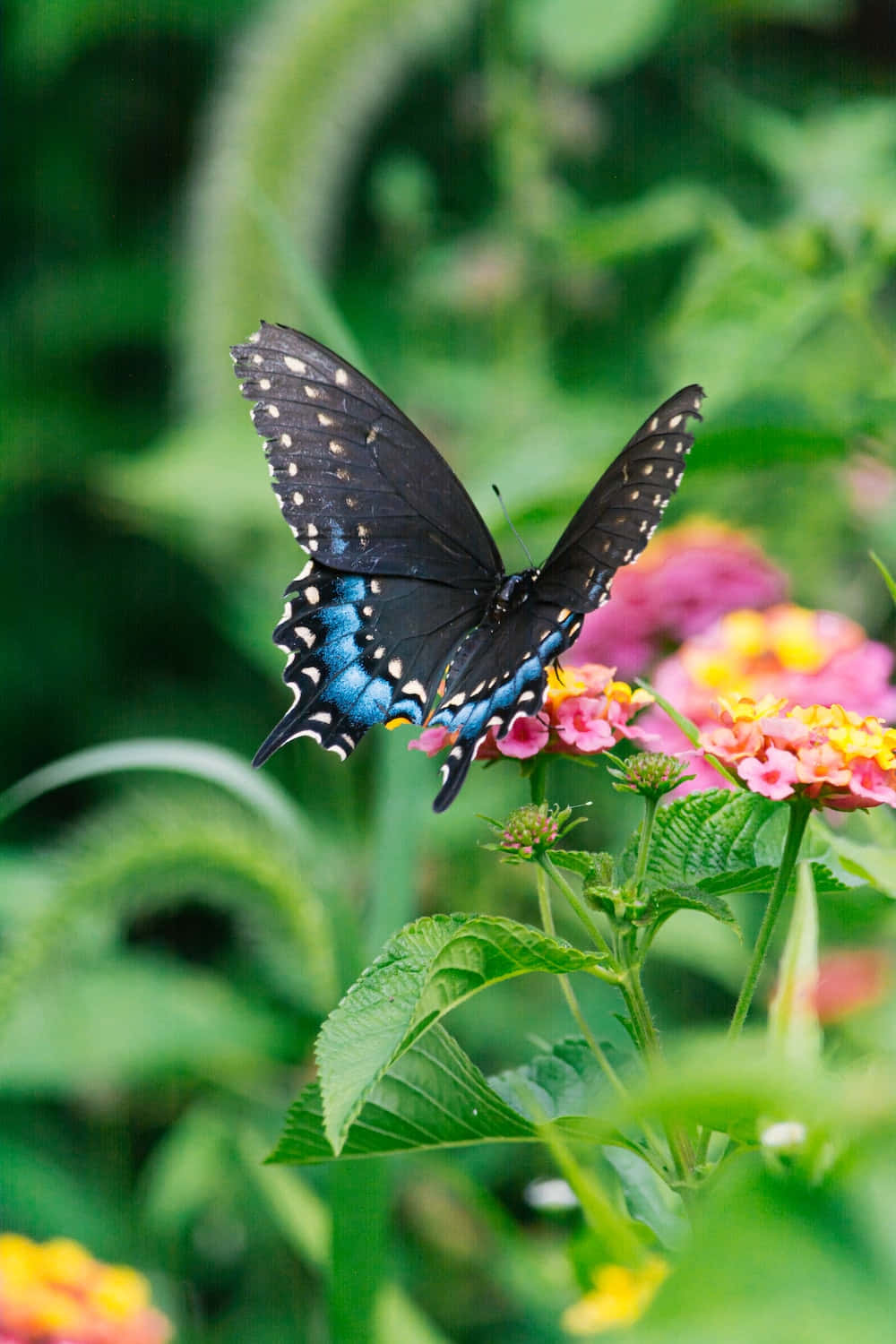 Butterflies 桌布 壁紙 — 一隻帶有藍色點綴的黑色蝴蝶，精緻地棲息在鮮豔的粉紅色和黃色花朵上，周圍是茂密的綠色葉子。