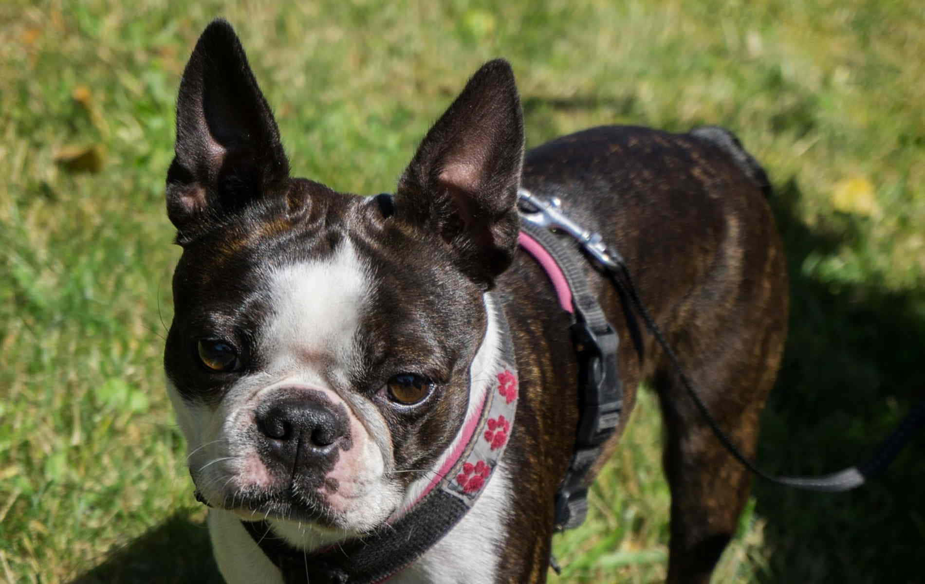 boston terrier 桌布 壁紙 — 一隻帶有虎斑紋和白色的波士頓㹴，豎起耳朵，佩戴粉紅色花卉胸背帶，警覺地站在陽光普照的草地上。