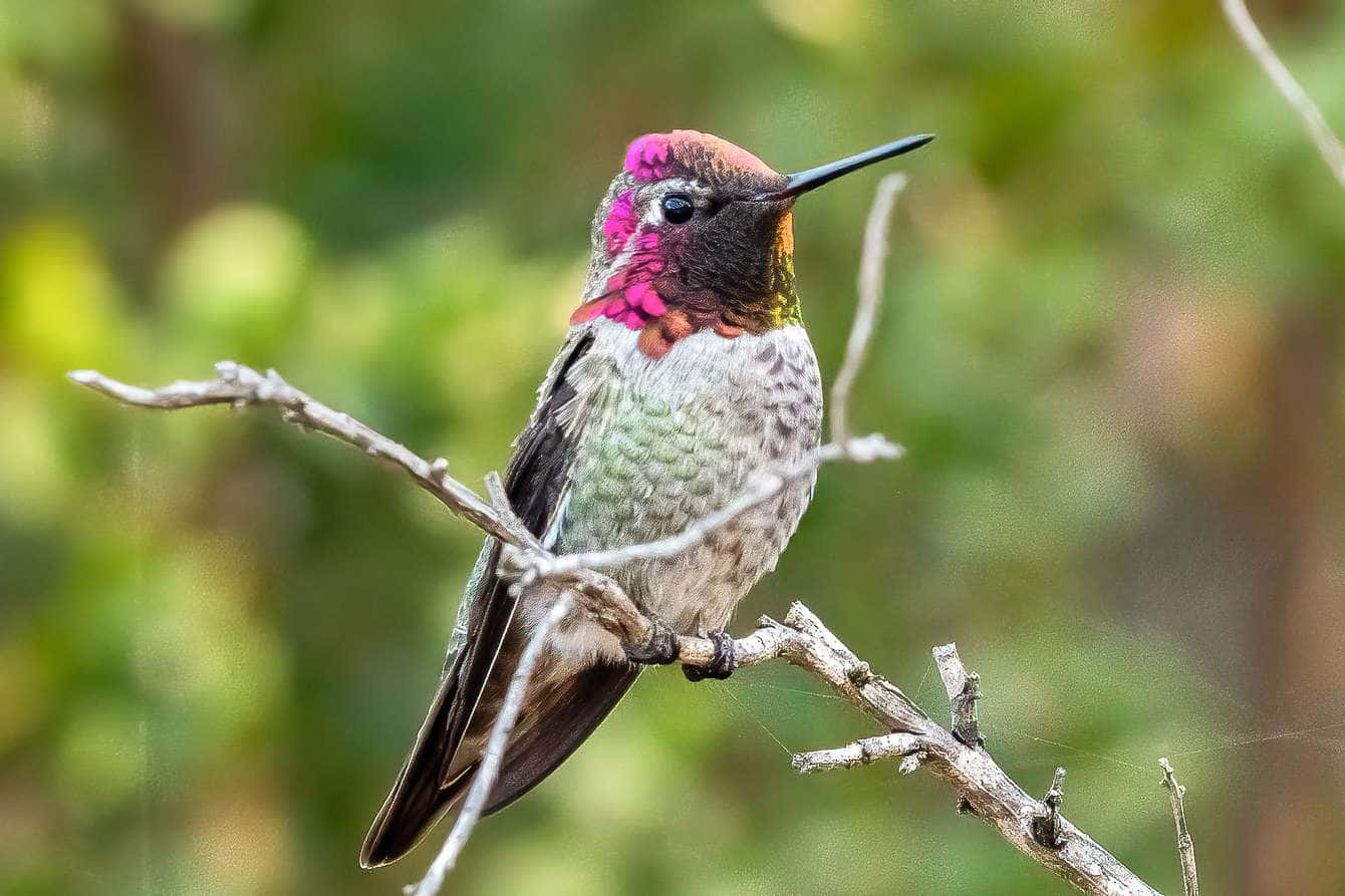 Hummingbird Nest 桌布 壁紙 — 一隻帶有虹彩粉紅色喉嚨的鮮豔蜂鳥，優雅地棲息在細長的樹枝上，背景是柔和的綠色模糊。